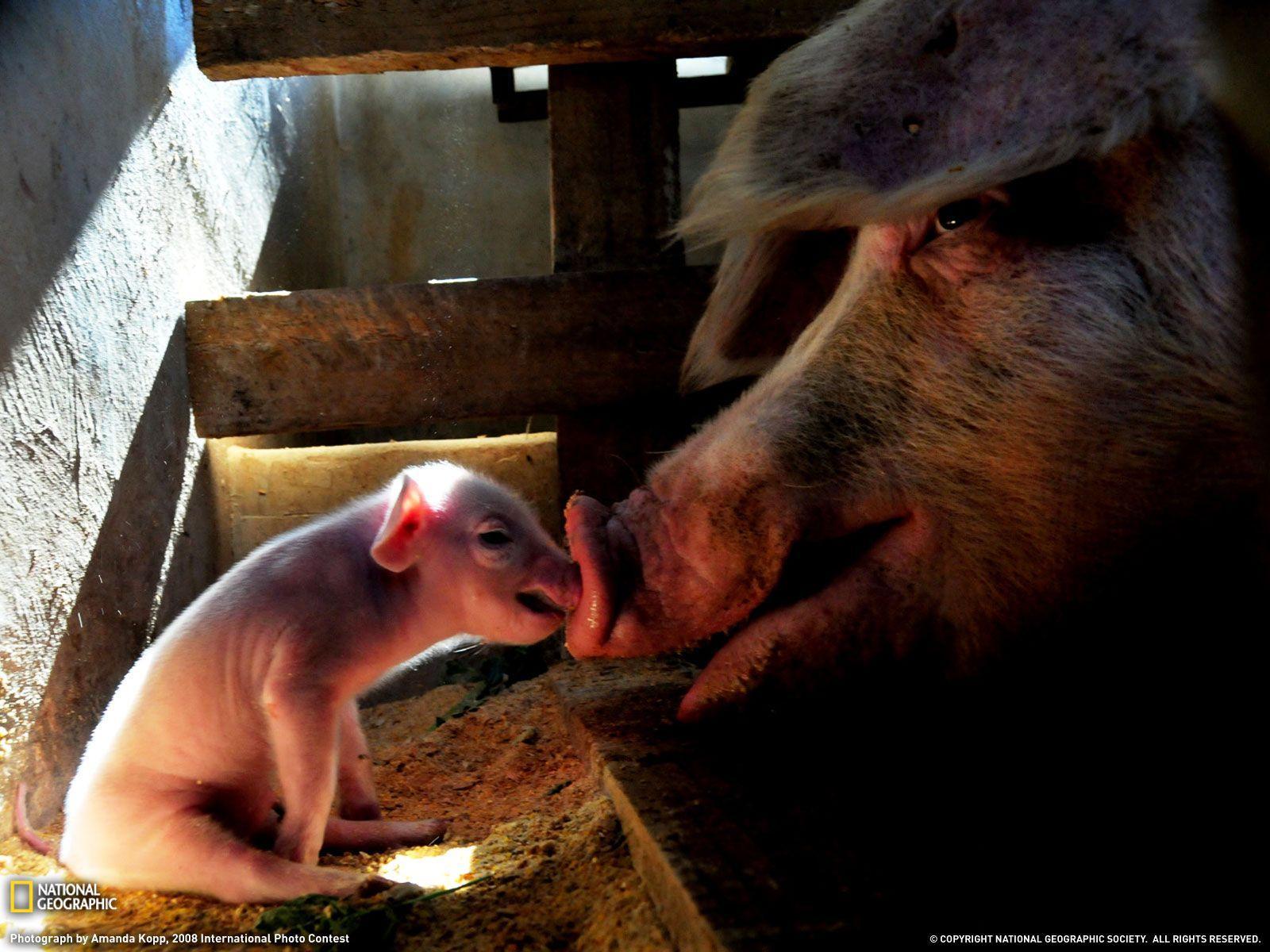 Mother Pig and Piglet Picture, Animal Wallpaper