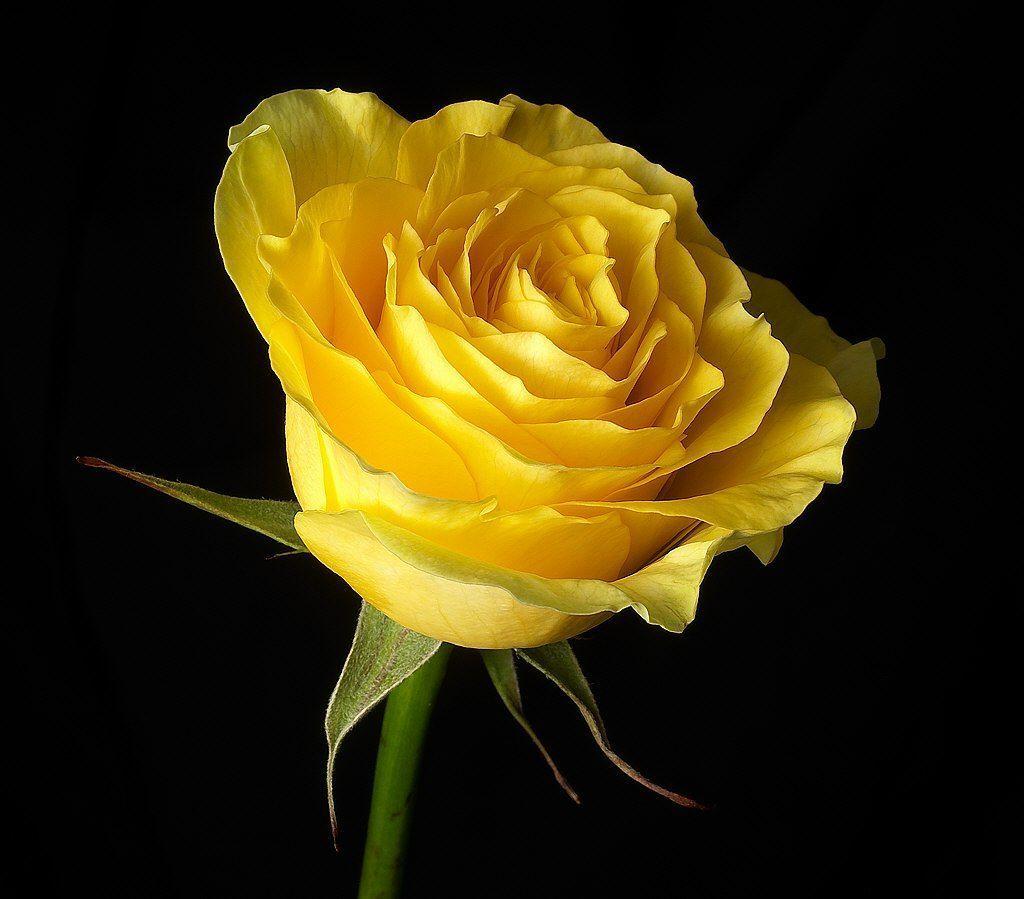 Flowers For > Single Yellow Rose Wallpaper