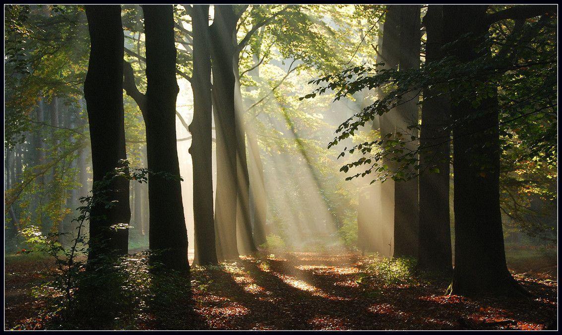 Gallery For > Enchanted Forest Background