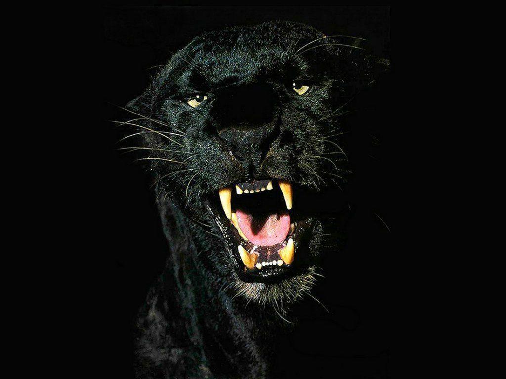 Black Jaguar Animal