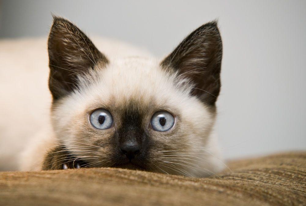 Siamese Kitten. Angora Cat