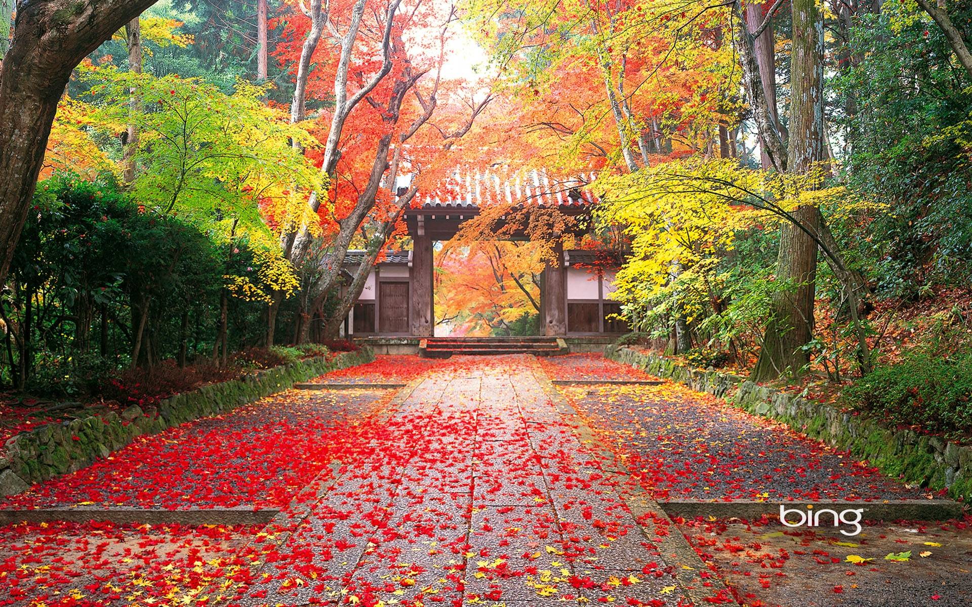 Autumn in Japan Wallpaper