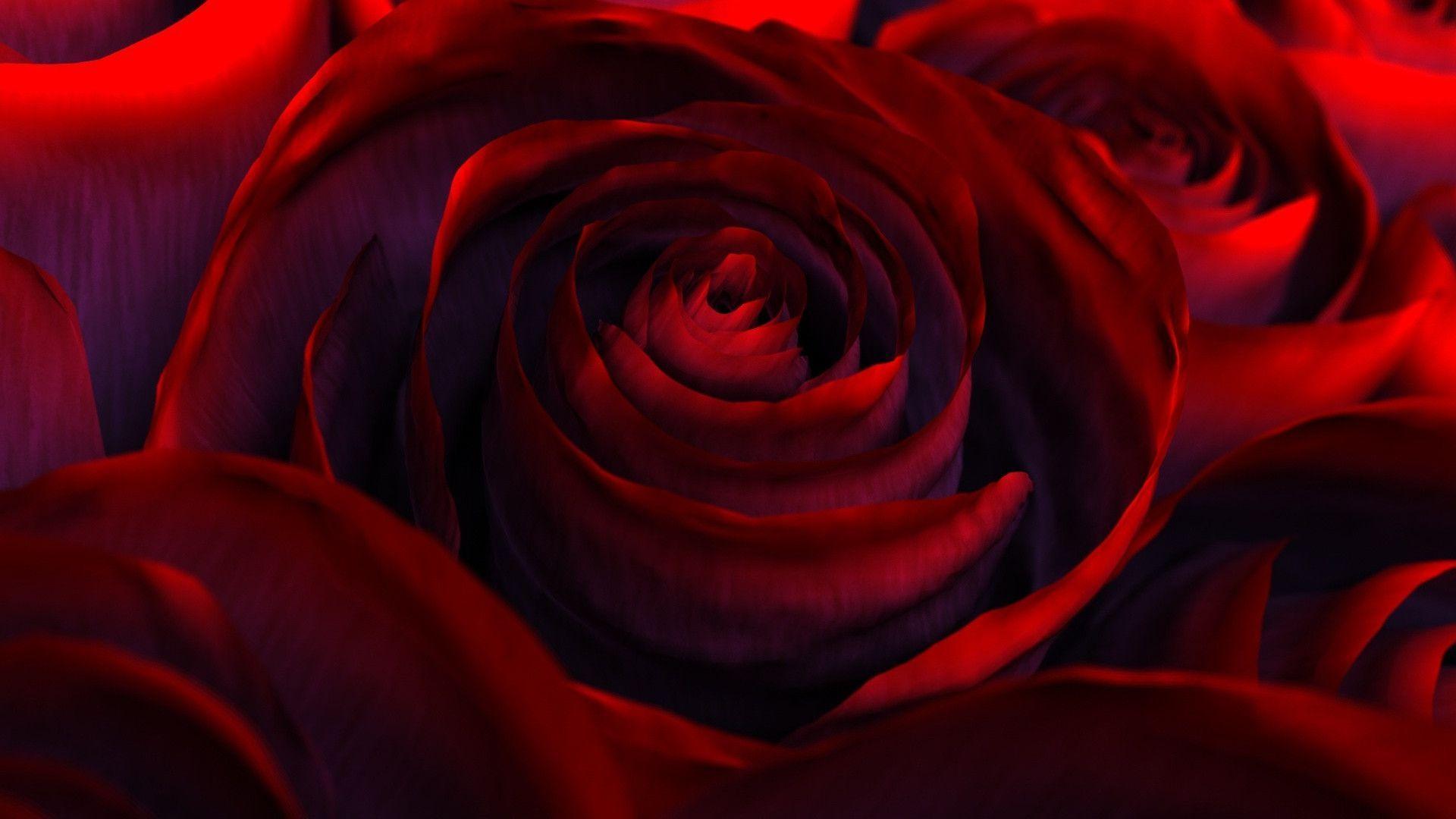 deep red rose wallpaper Search Engine