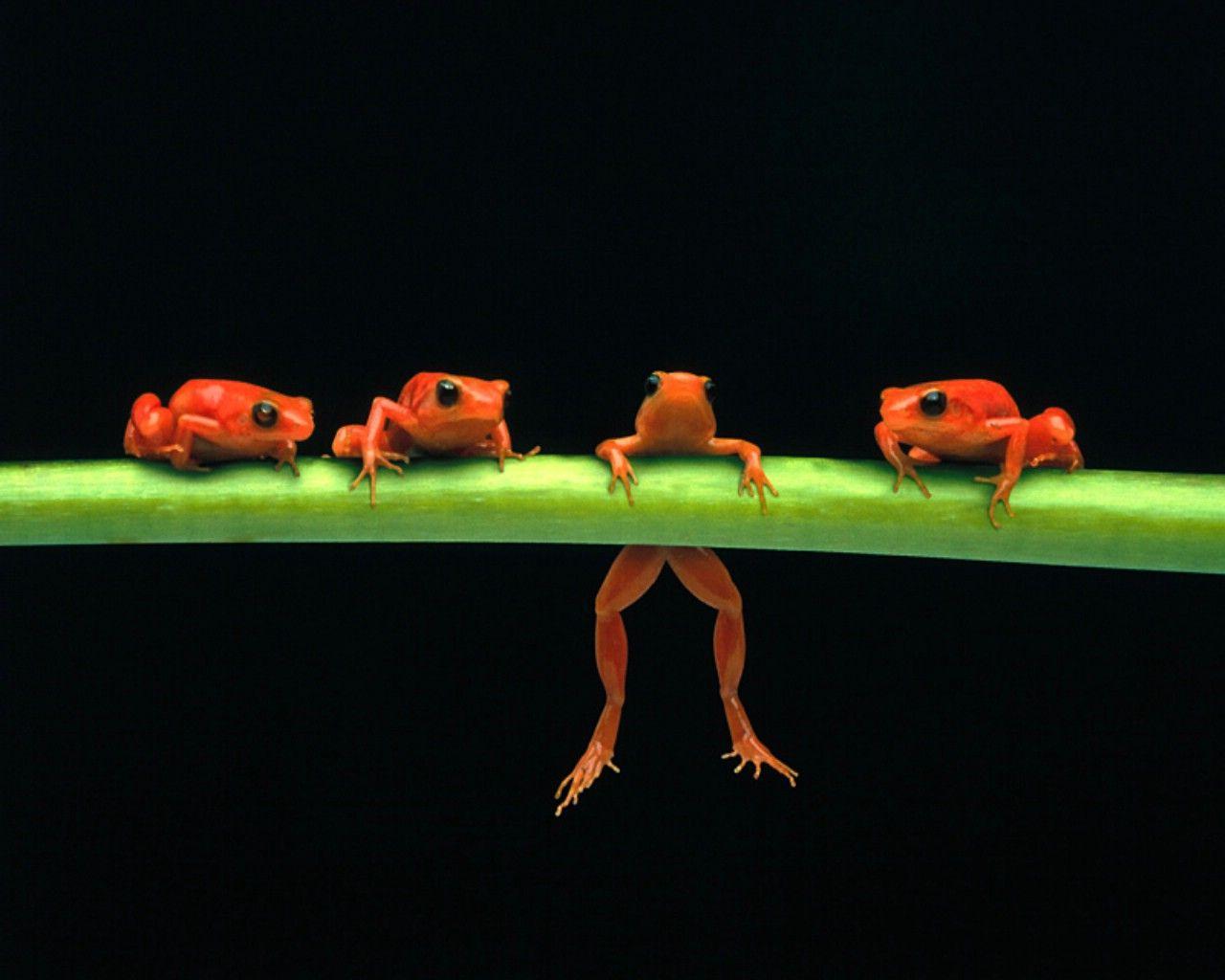 Animals For > Tree Frog Wallpaper