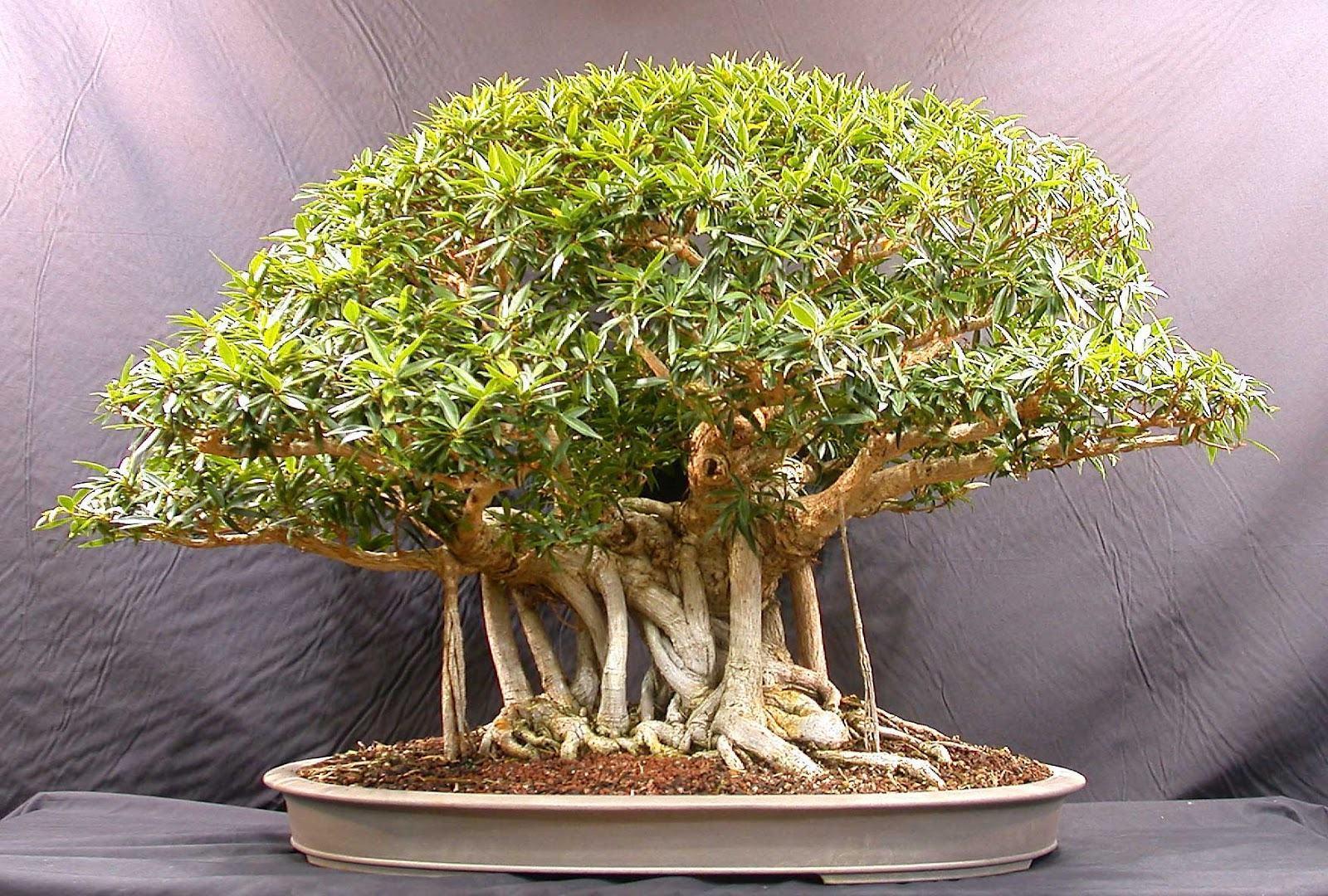 Beautiful Bonsai Tree Image