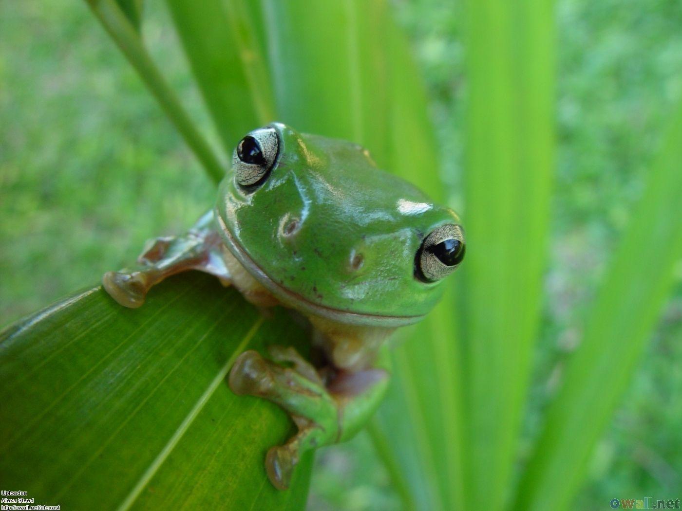 Green Frog HD Wallpaper