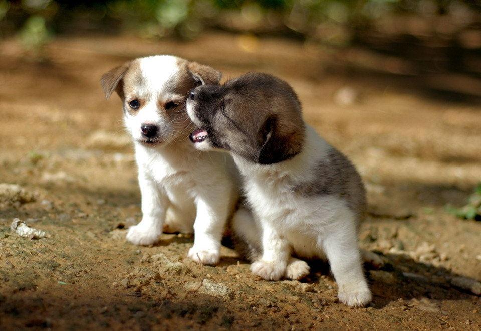 Cute Puppies Wallpaper Wondrous Pics