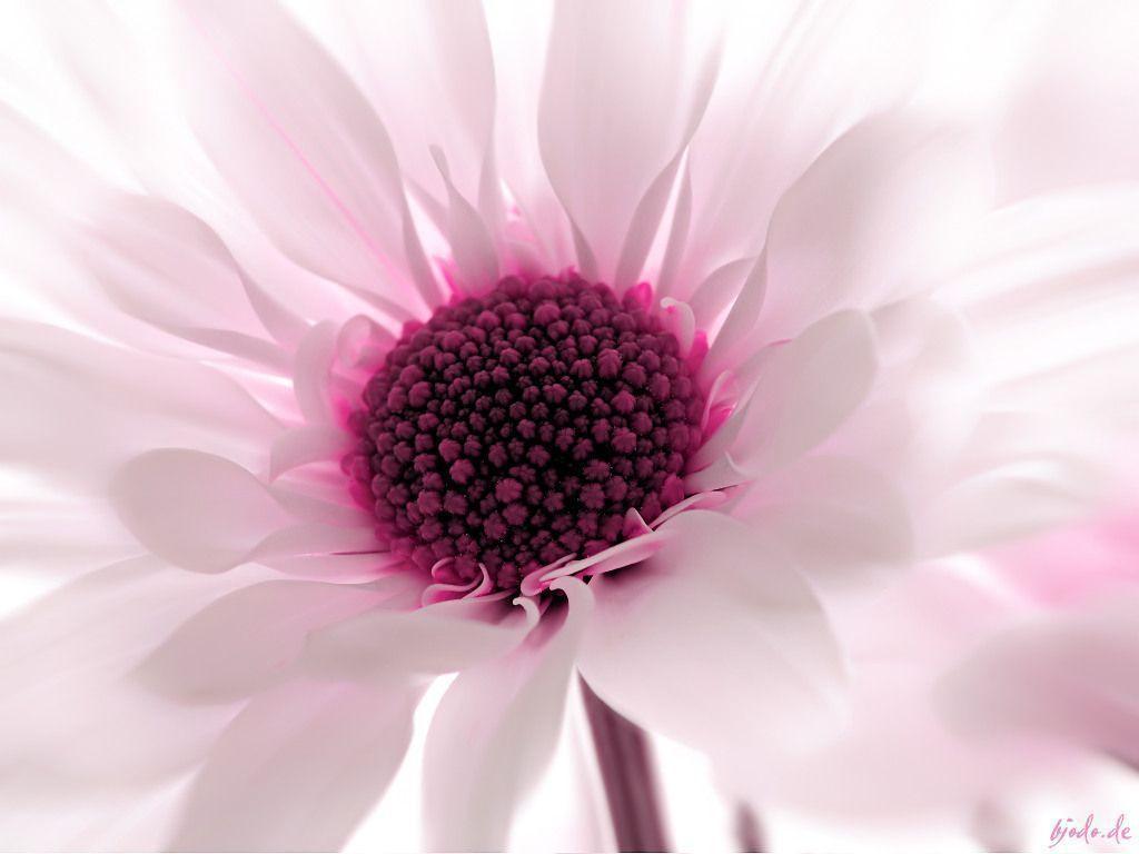 Flowers For > Pink Flower Wallpaper