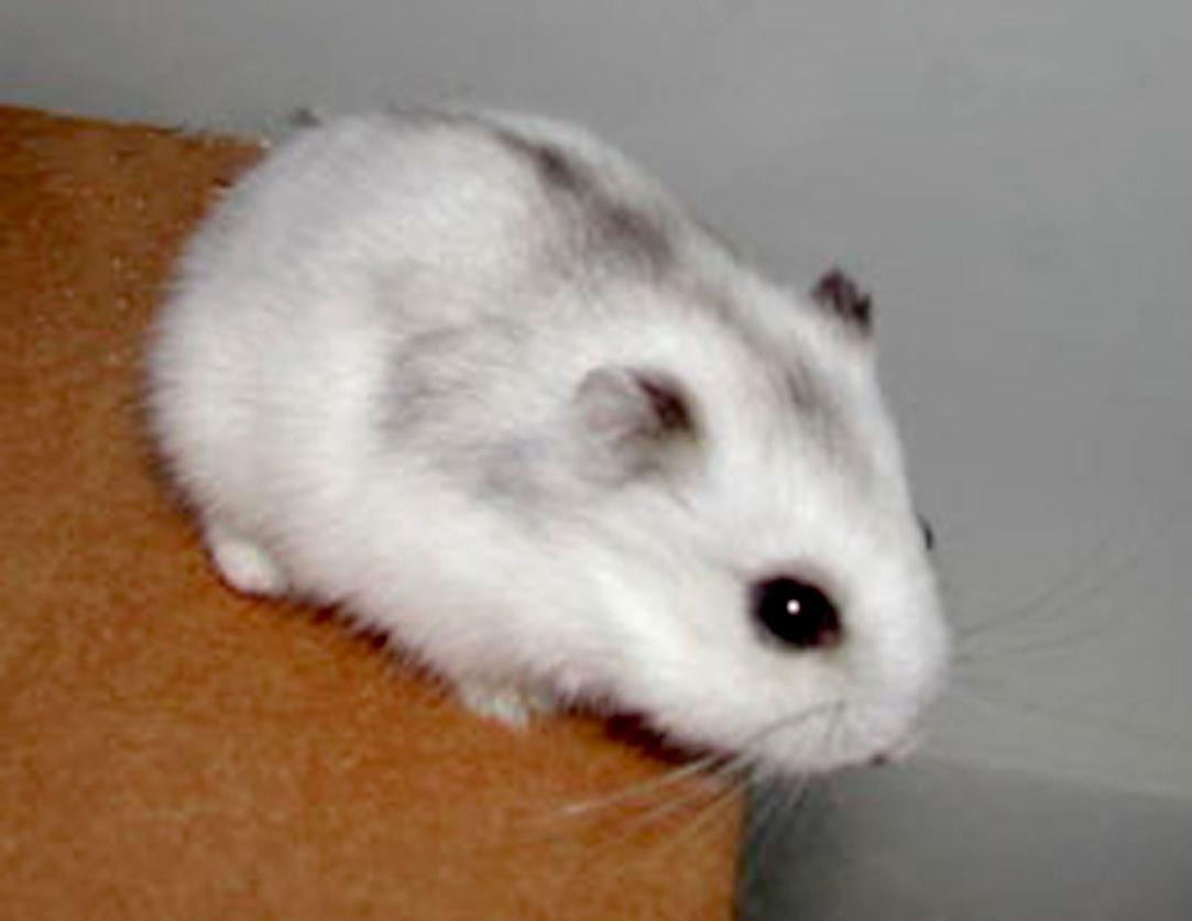 image For > Picture Of Cute Hamsters