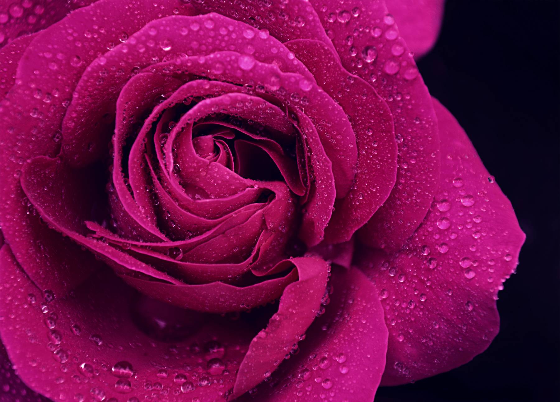 Wallpaper For > Purple Rose Wallpaper HD
