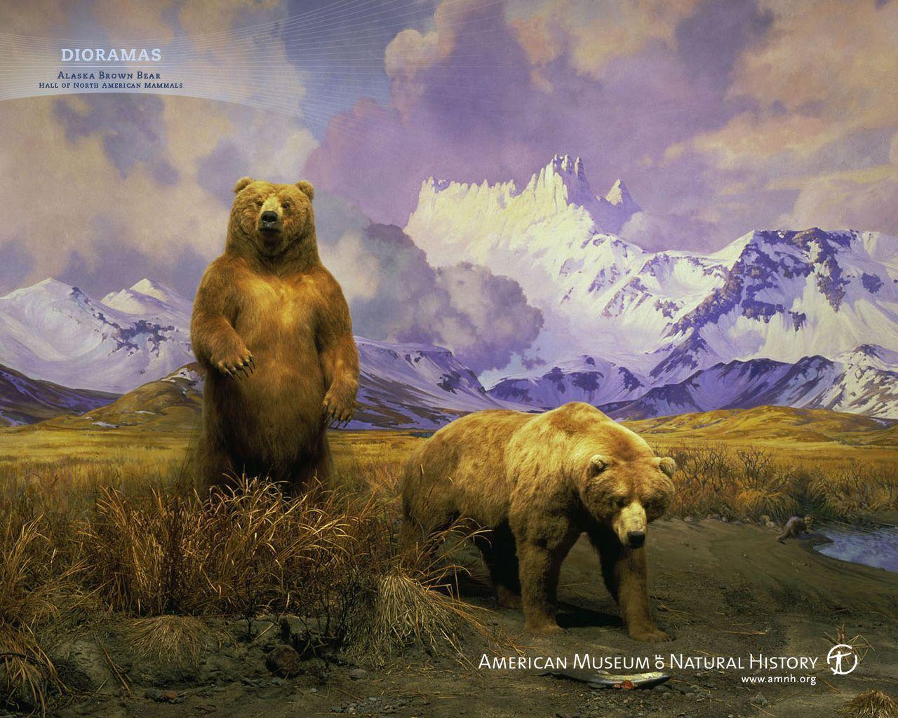 brown bear wallpaper