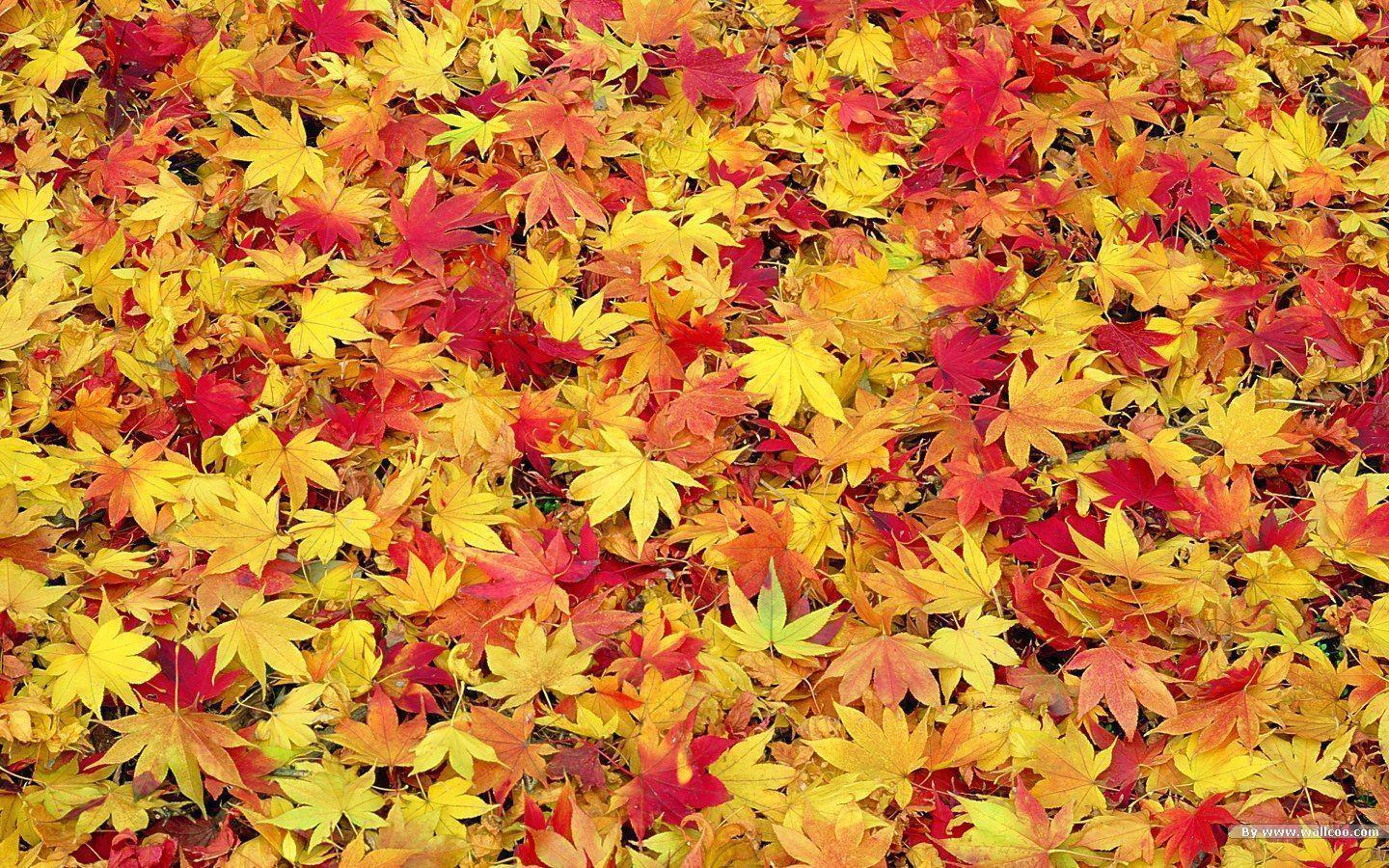 Fall Leaves Nature Photo HD Wallpaper For Desktop Background