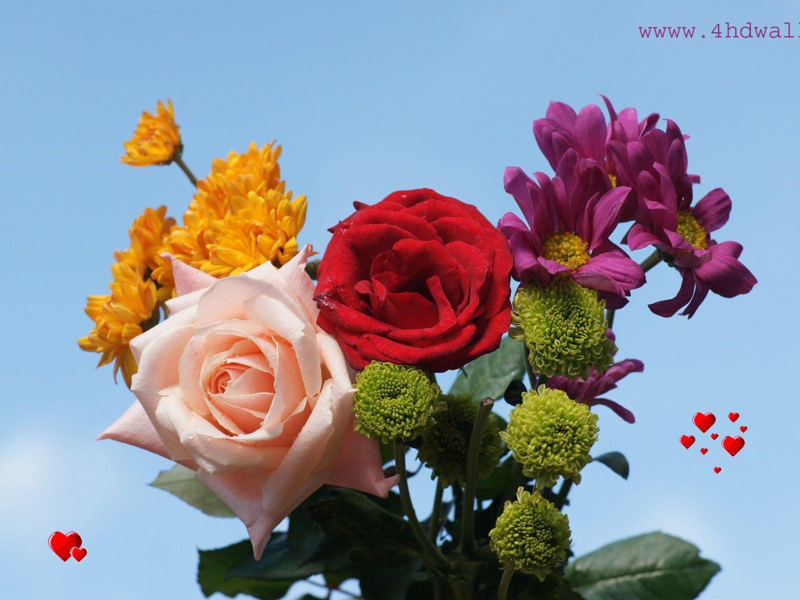 Beautiful rose flowers HD wallpaper for desktop. High Quality