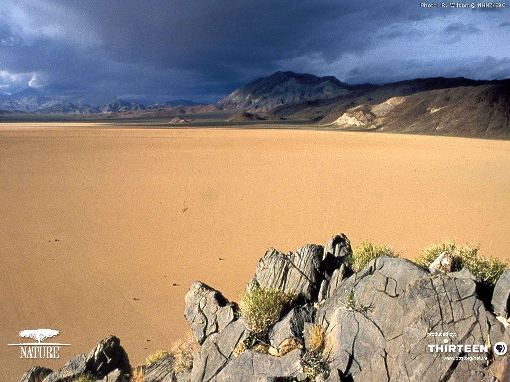 Life in Death Valley Wallpaper HD Wallpaper
