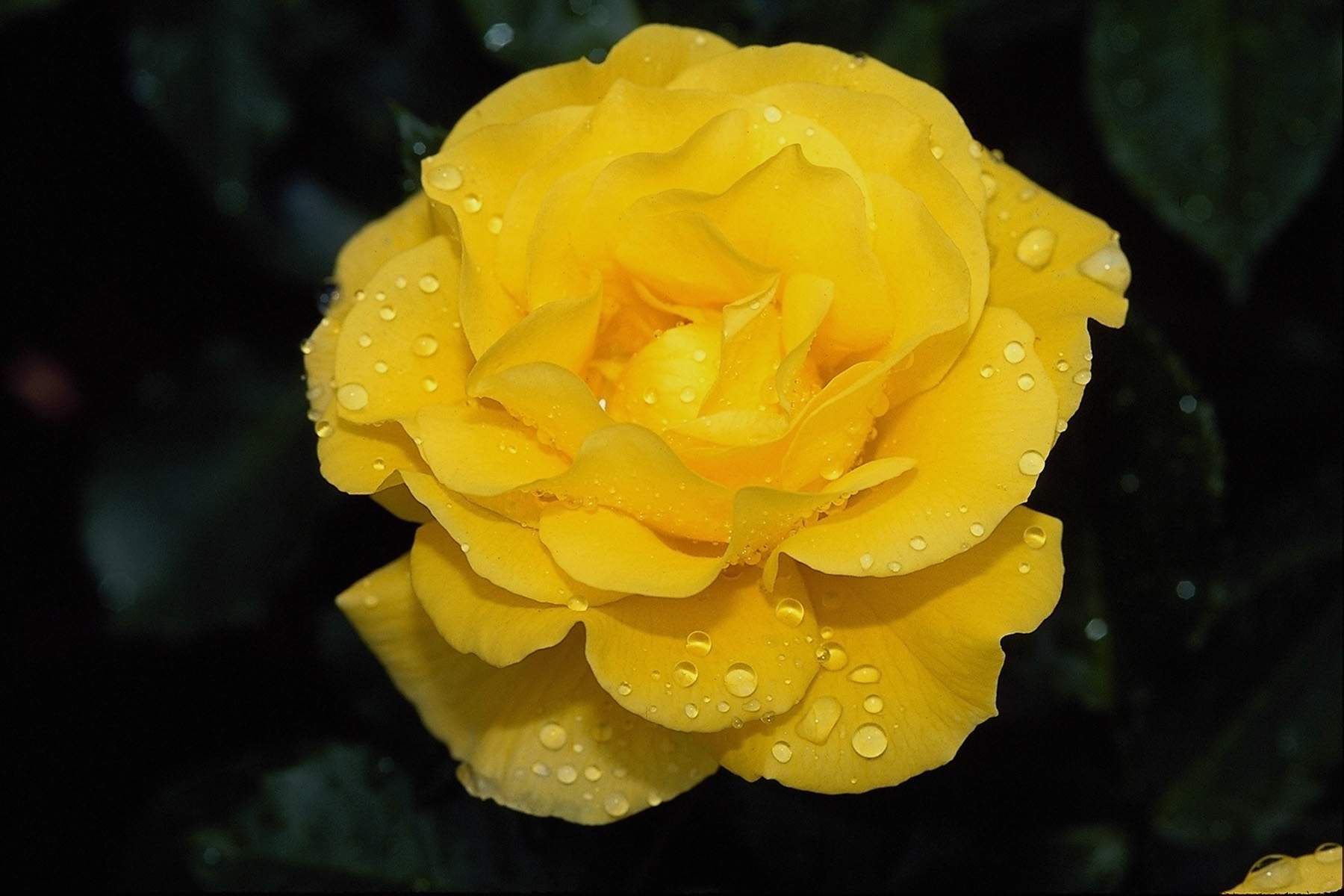 Yellow Rose Flowers (id: 88399)