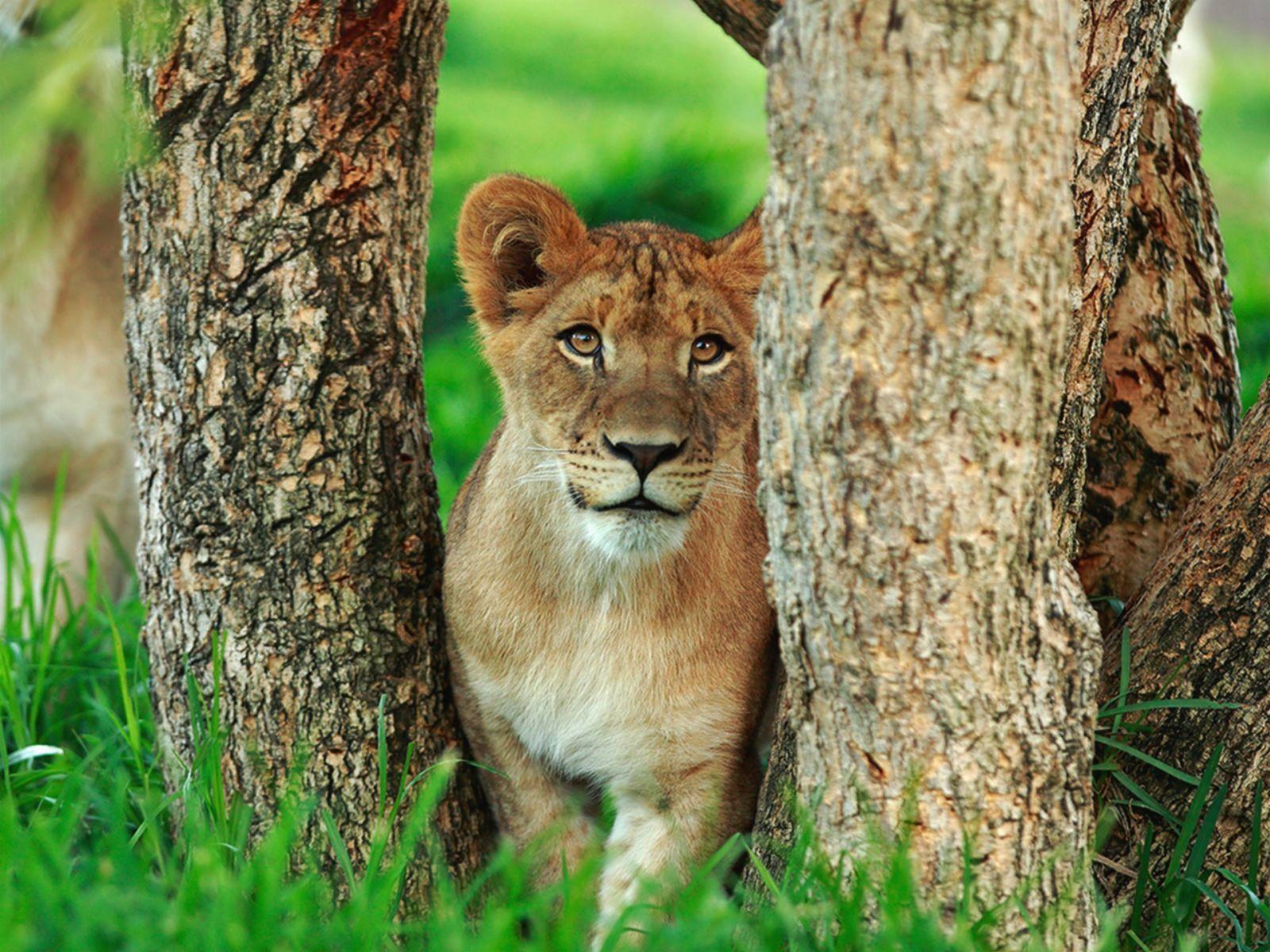 Download desktop wallpaper Lioness in the trees