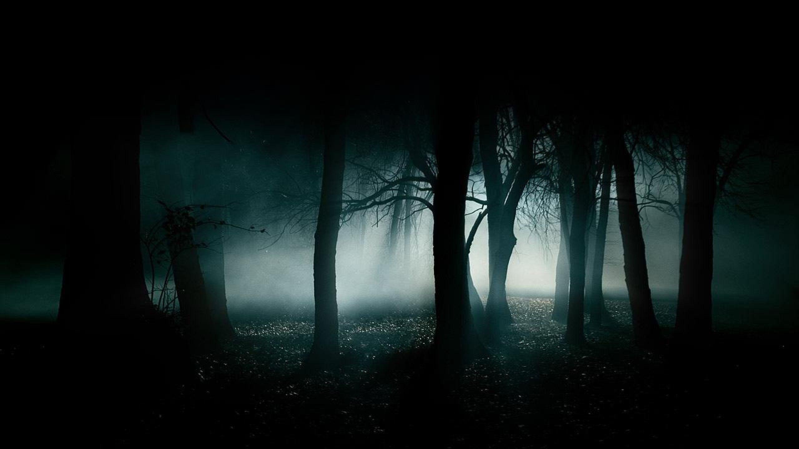 Wallpaper For > Dark Night Forest Background