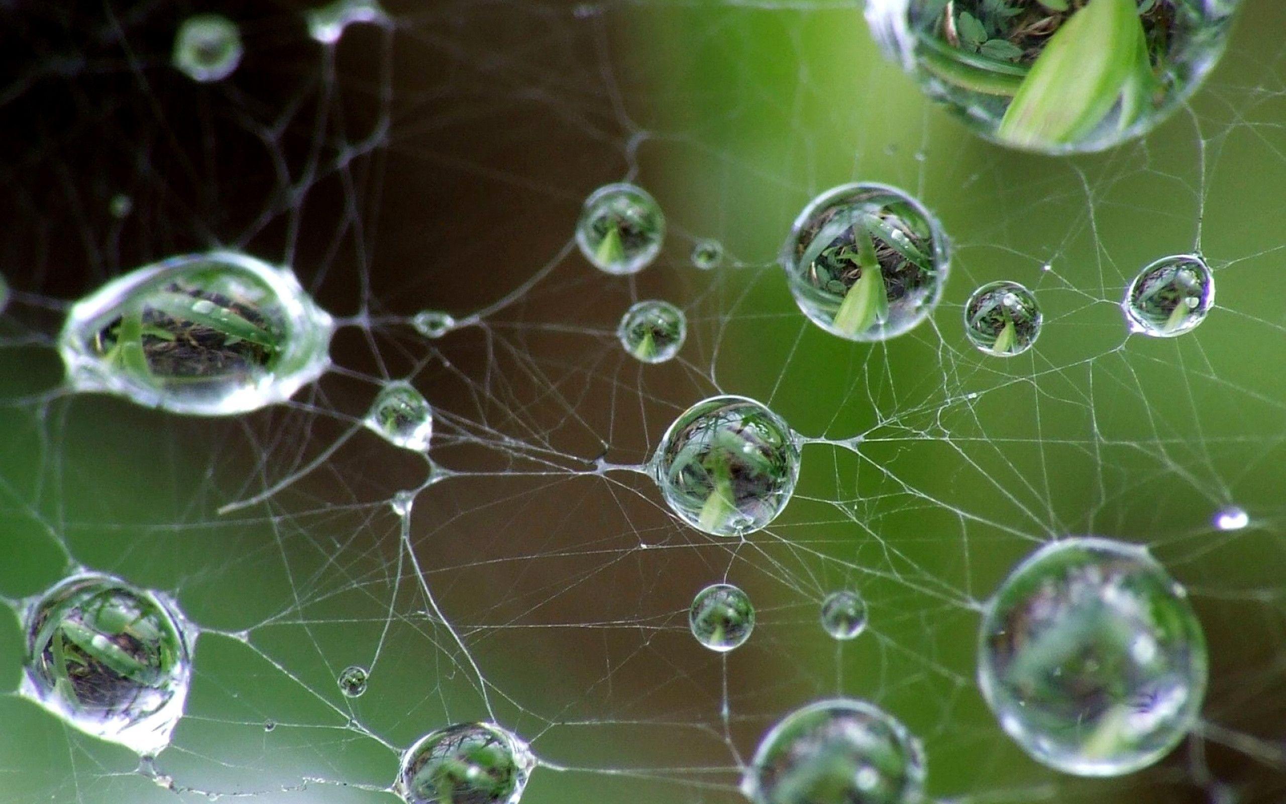 Drops and spider web. Wallpaper Free Desktop