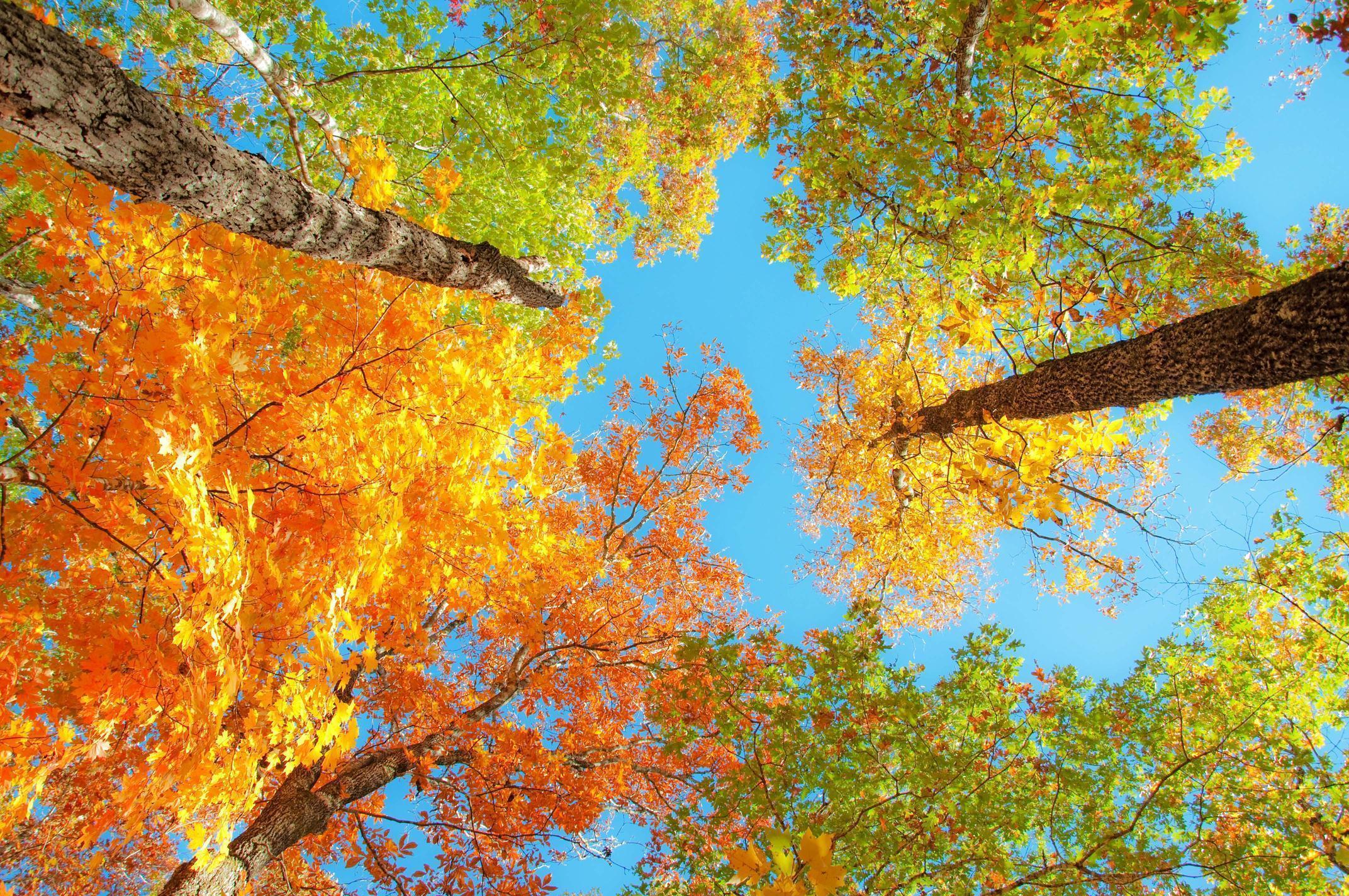 fall foliage wallpaper Search Engine