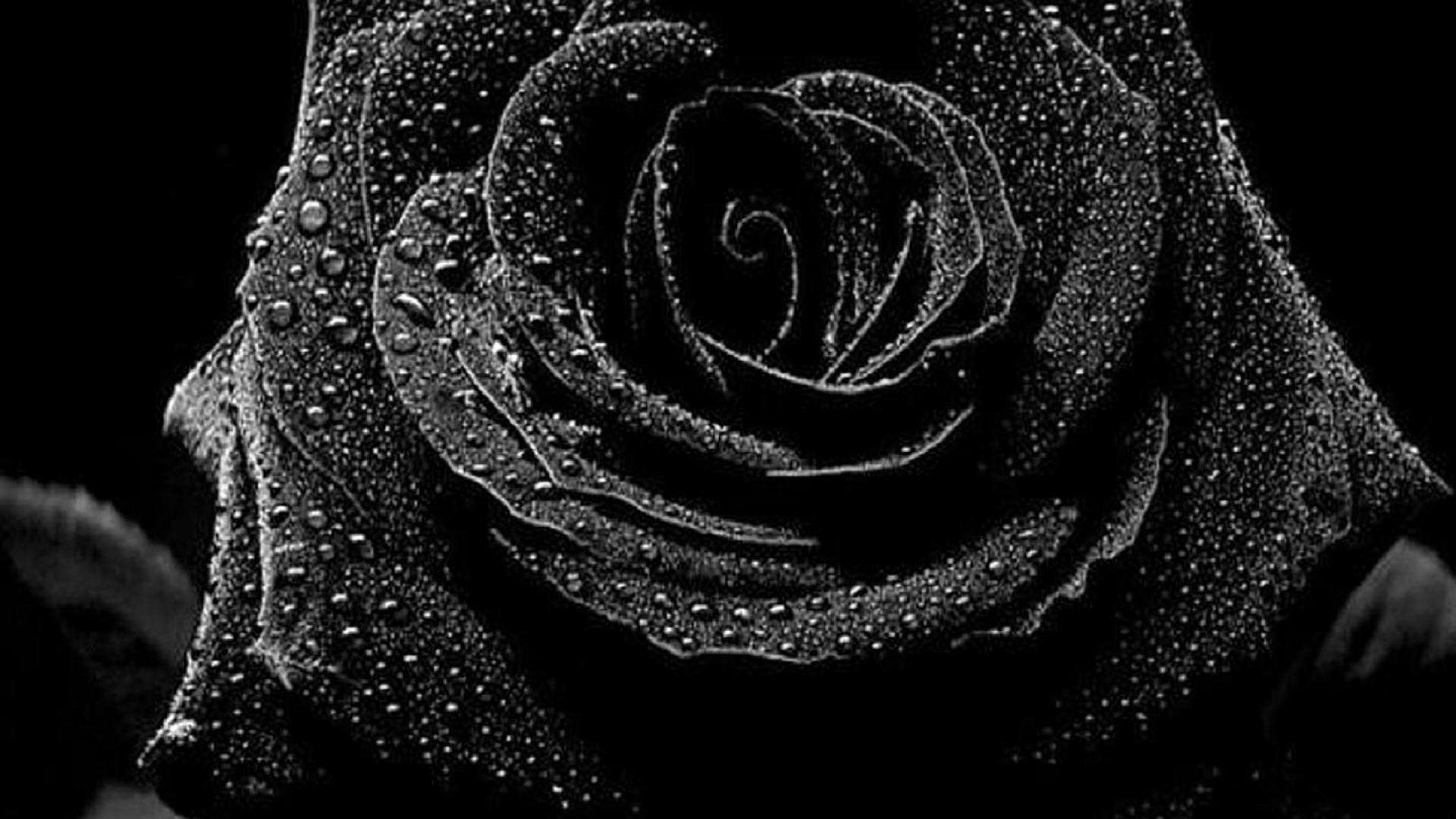 Single Black Rose Wallpaper