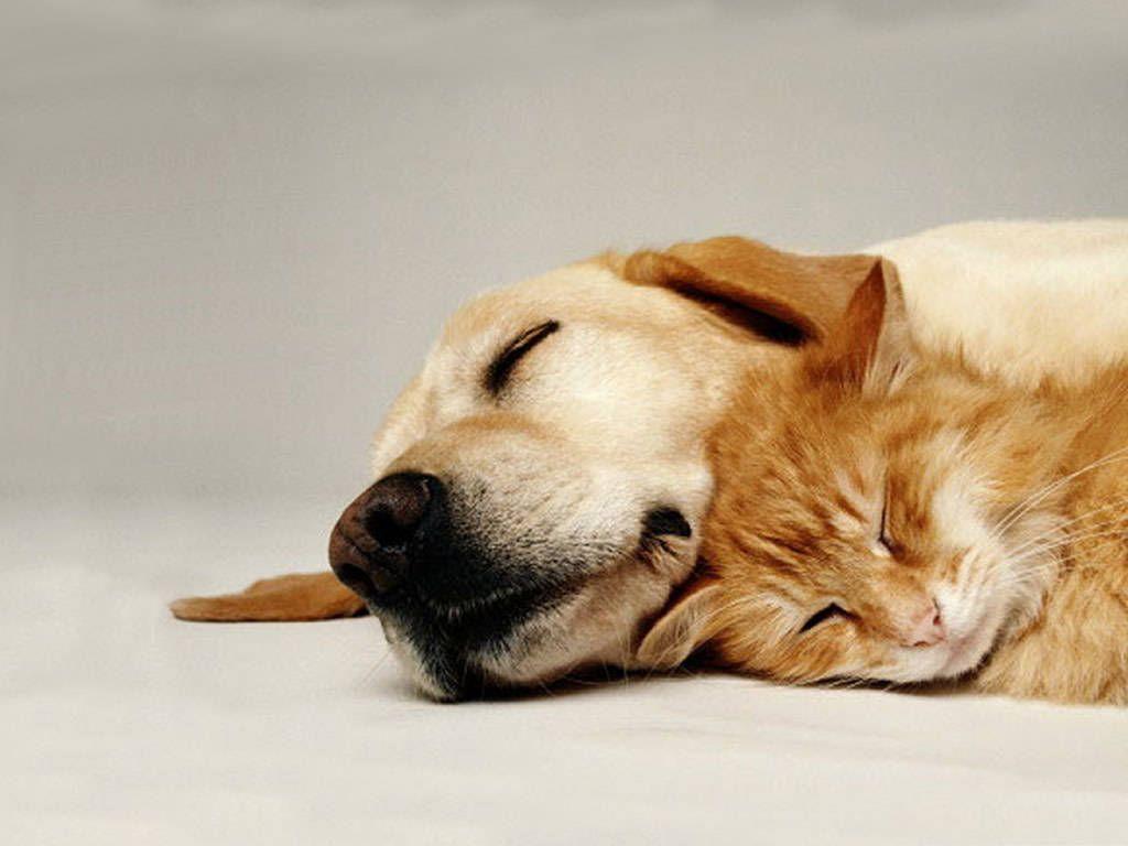 Free wallpaper Sleeping cat and dog pets background