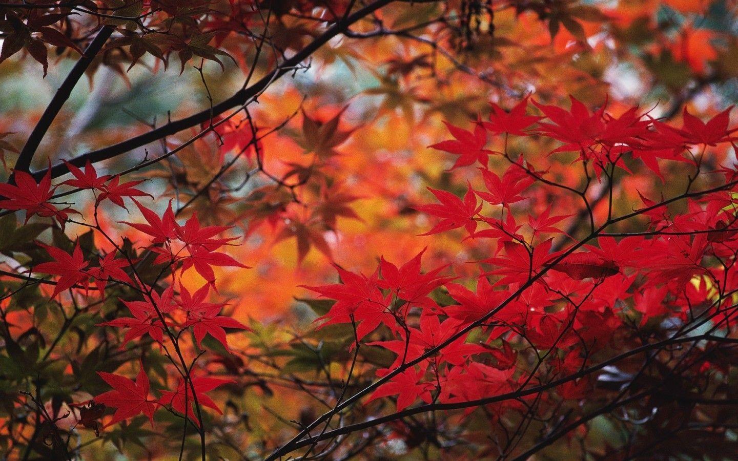 Red Oak Leaves widescreen wallpaper. Wide