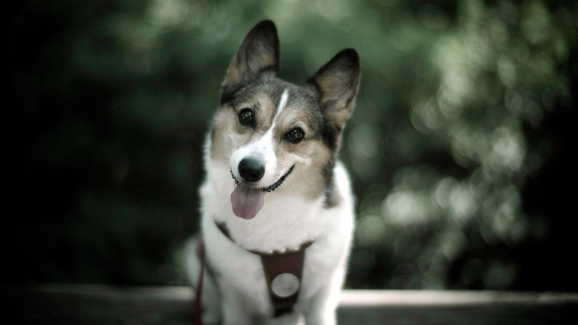 Cute Dog Desktop Wallpaper Dog Desktop Picture & Image