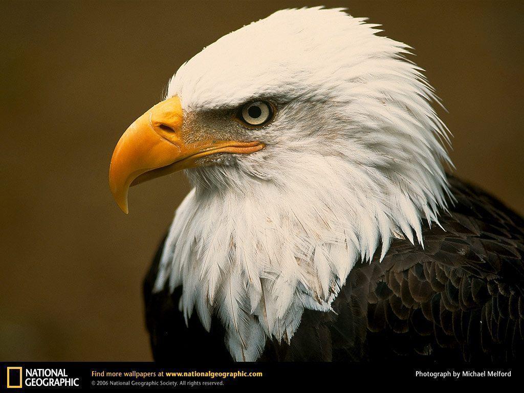 Bald Eagle Picture, Bald Eagle Desktop Wallpaper, Free Wallpaper