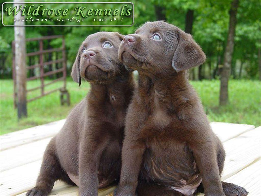 Chocolate Lab Puppy Wallpaper Image & Picture