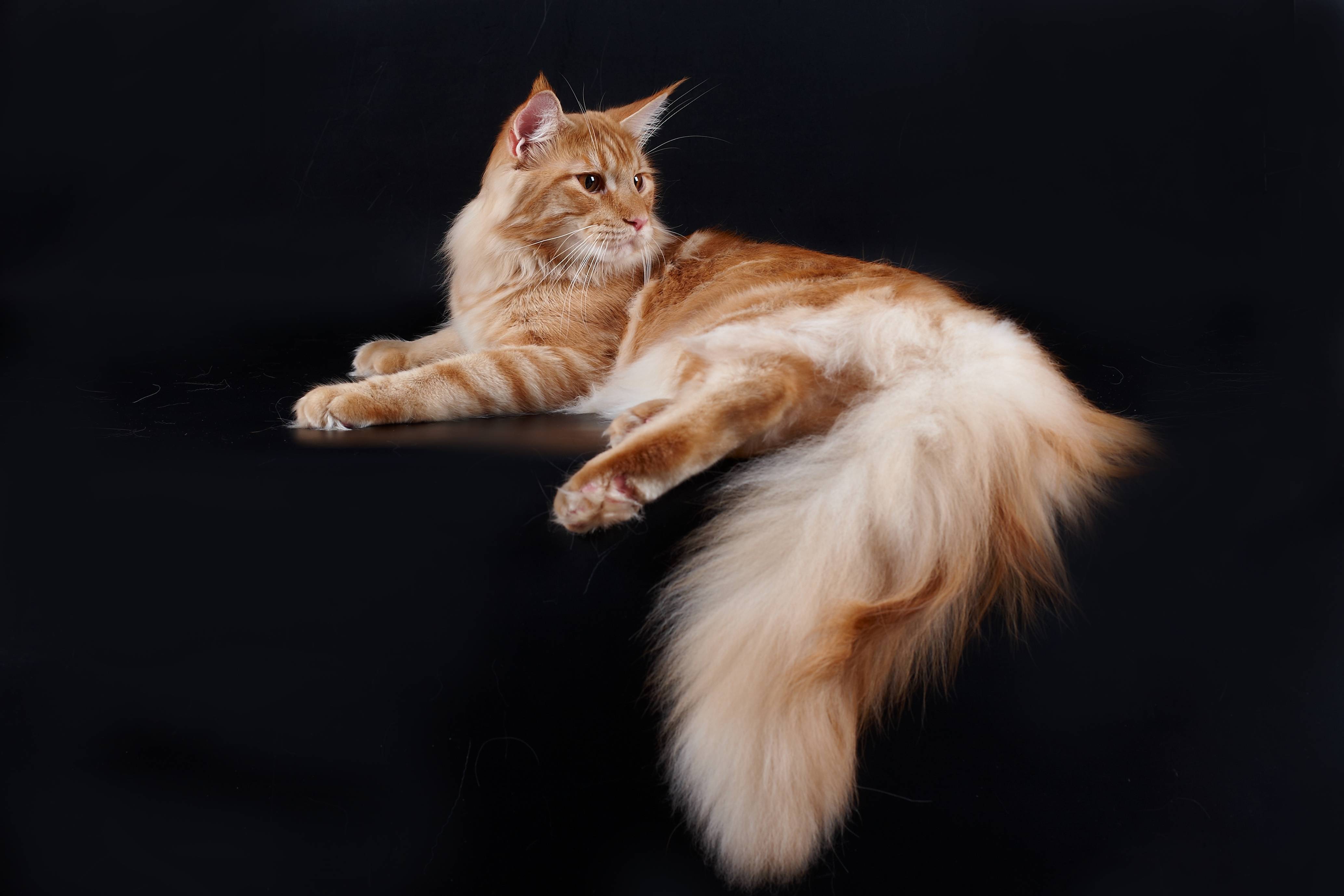 Big Maine Coon Cat Background Image Desktop Wallpaper Of Maine