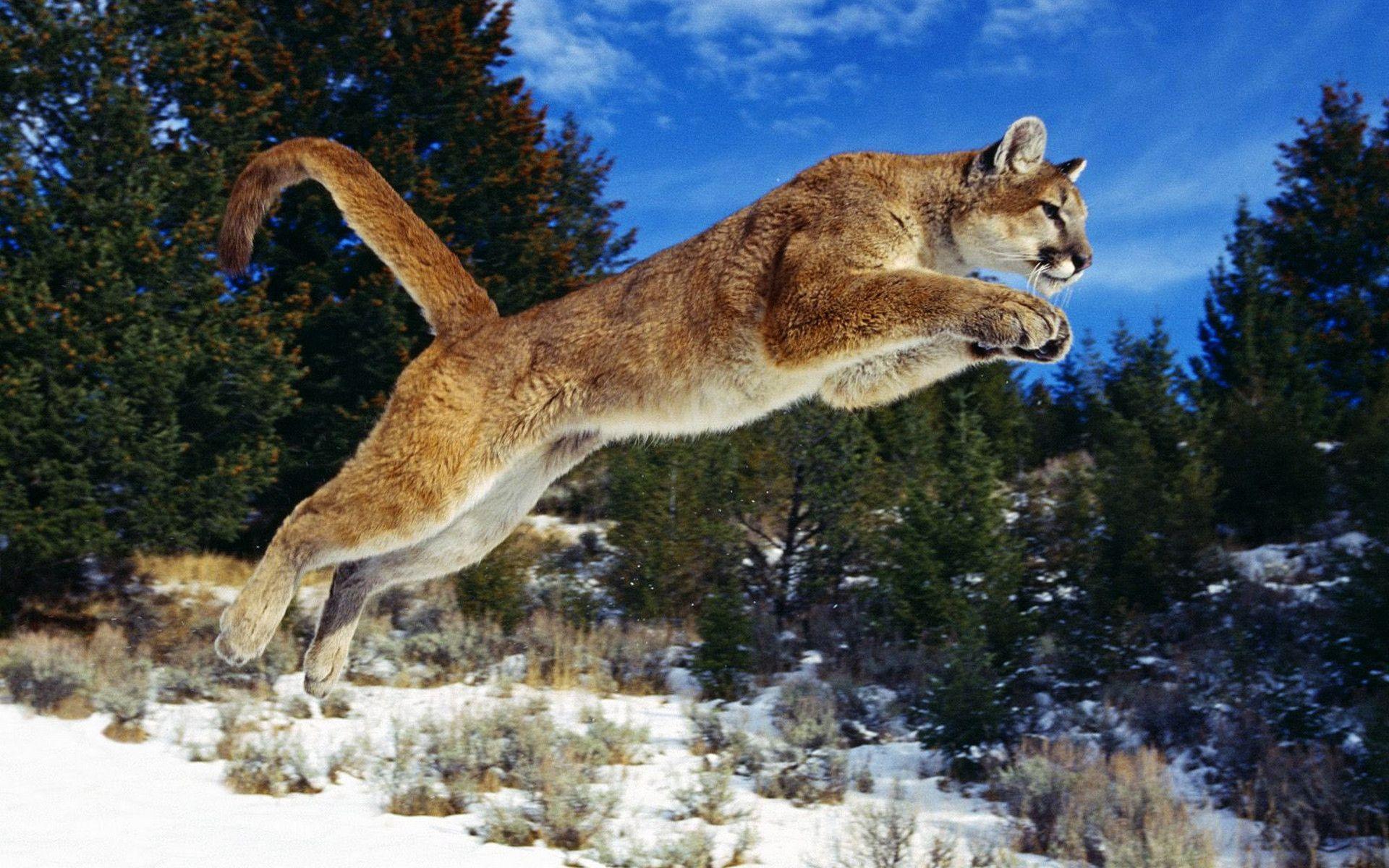 Puma Animal wallpaper