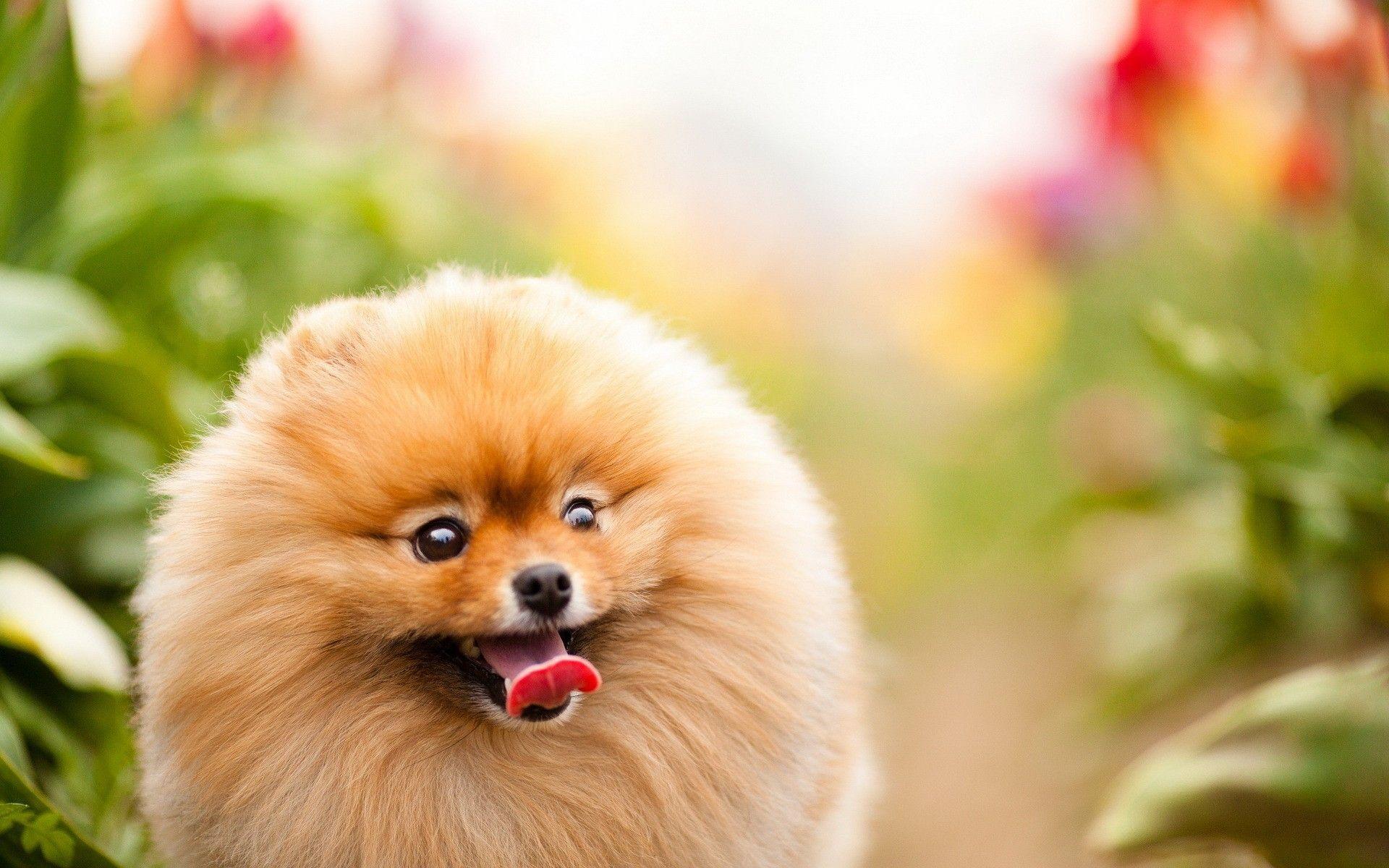 Pomeranian Wallpapers - Wallpaper Cave