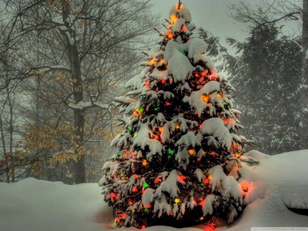 Xmas Stuff For > Snowy Christmas Tree Wallpaper