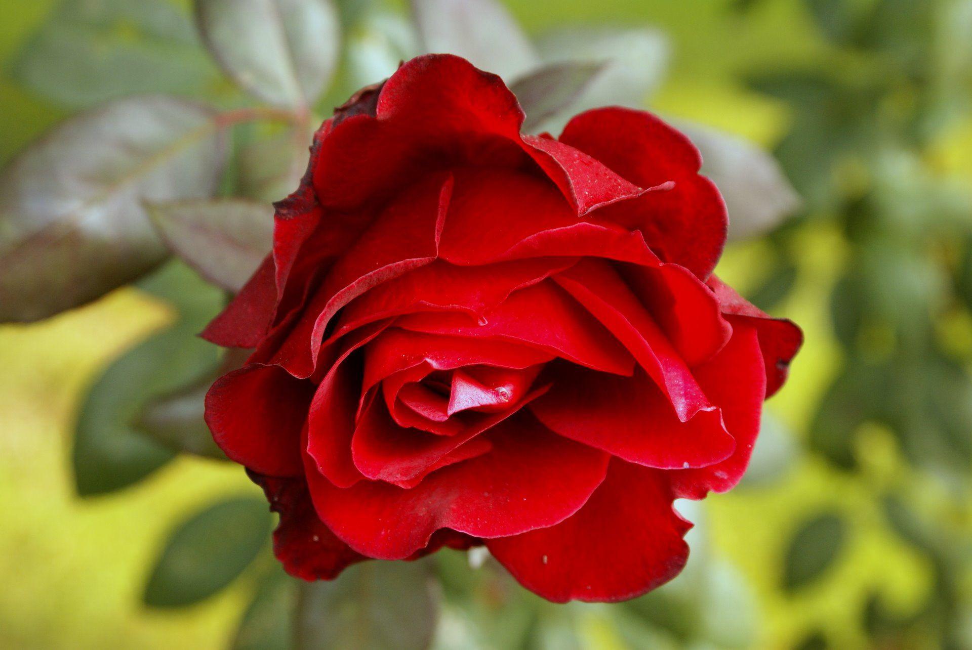 Flowers For > Red Rose Wallpaper For Desktop Full Size