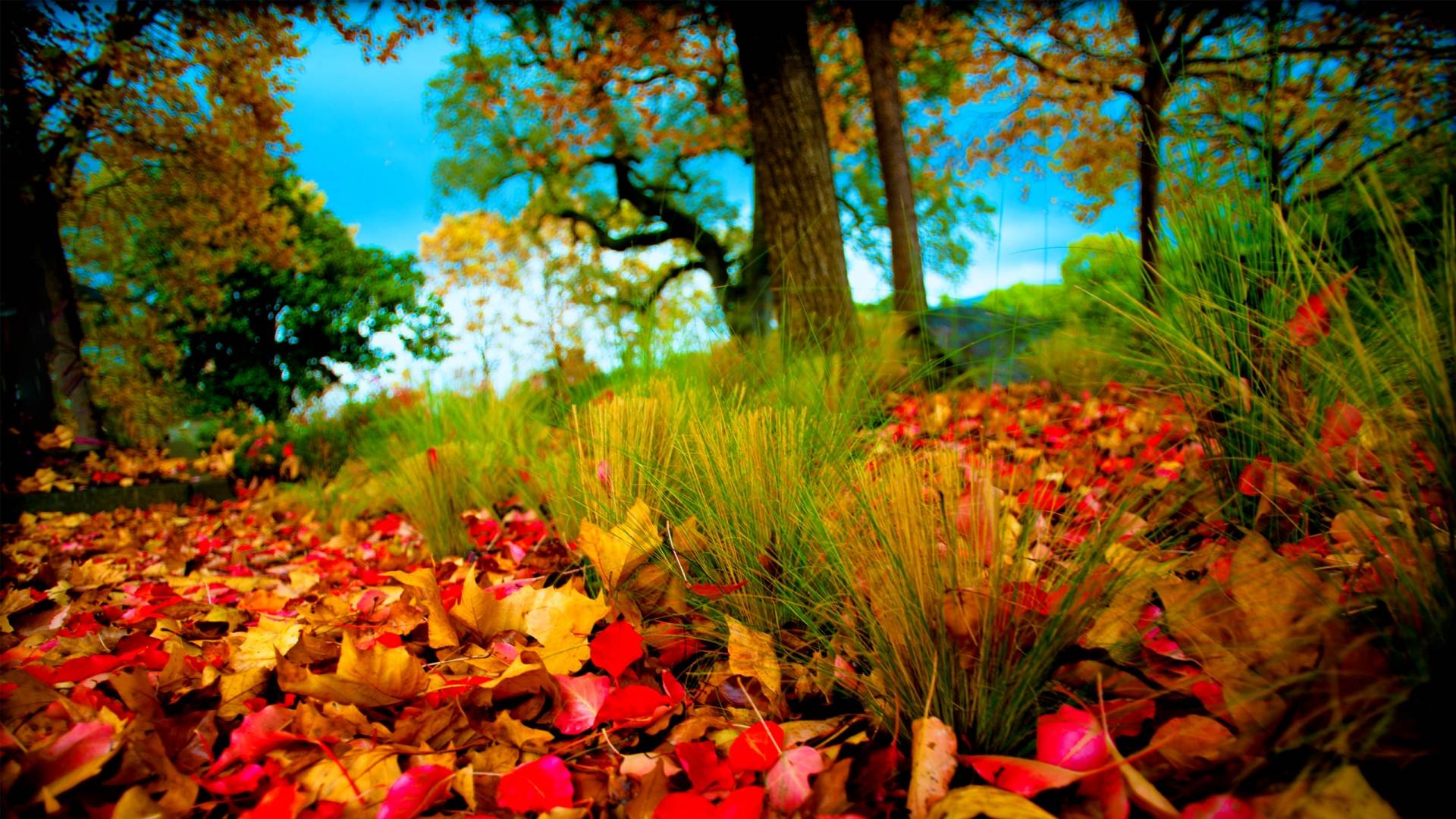 HD Wallpaper 1080p Nature 3D