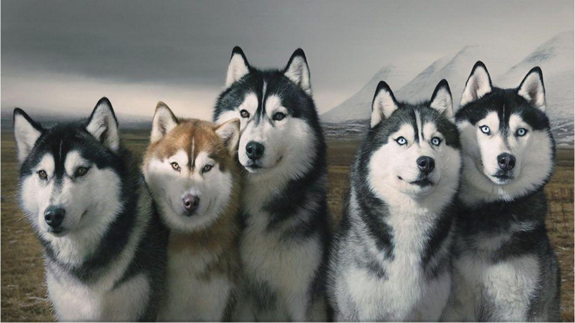 Pix For > Siberian Husky Puppies Wallpaper HD