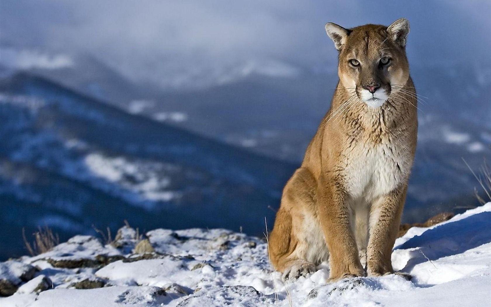 Mountain Lion Animal Desktop Wallpaper Wallpaper