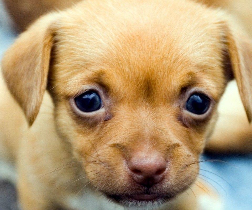 Cute Dogs And Puppies Wallpapers - Wallpaper Cave