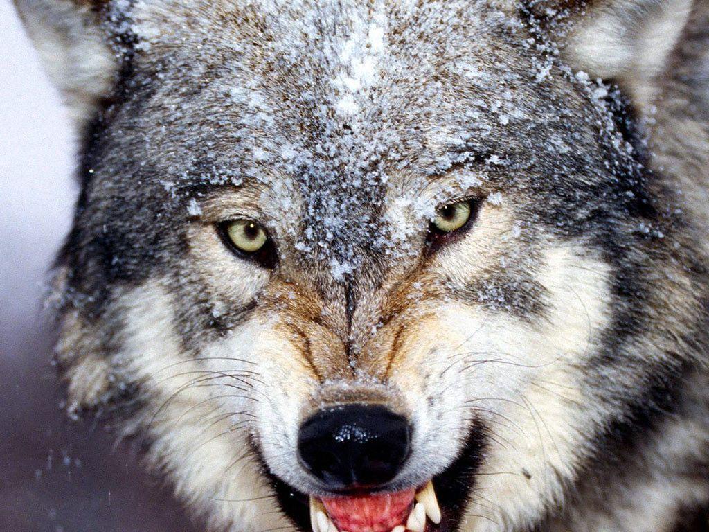 Gray Wolf Wallpapers Wallpaper Cave
