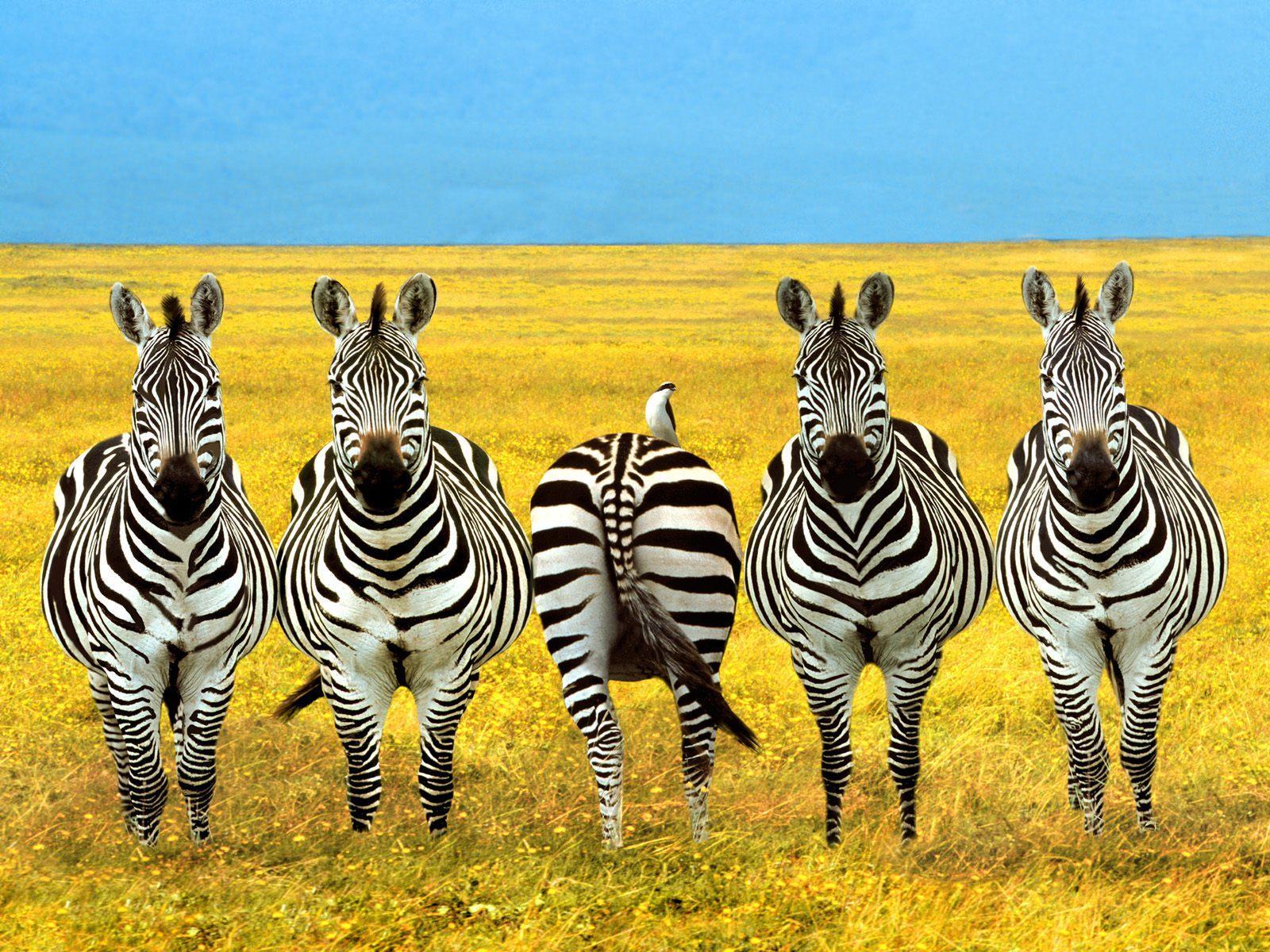 Animals For > Zebra Wallpaper Desktop HD