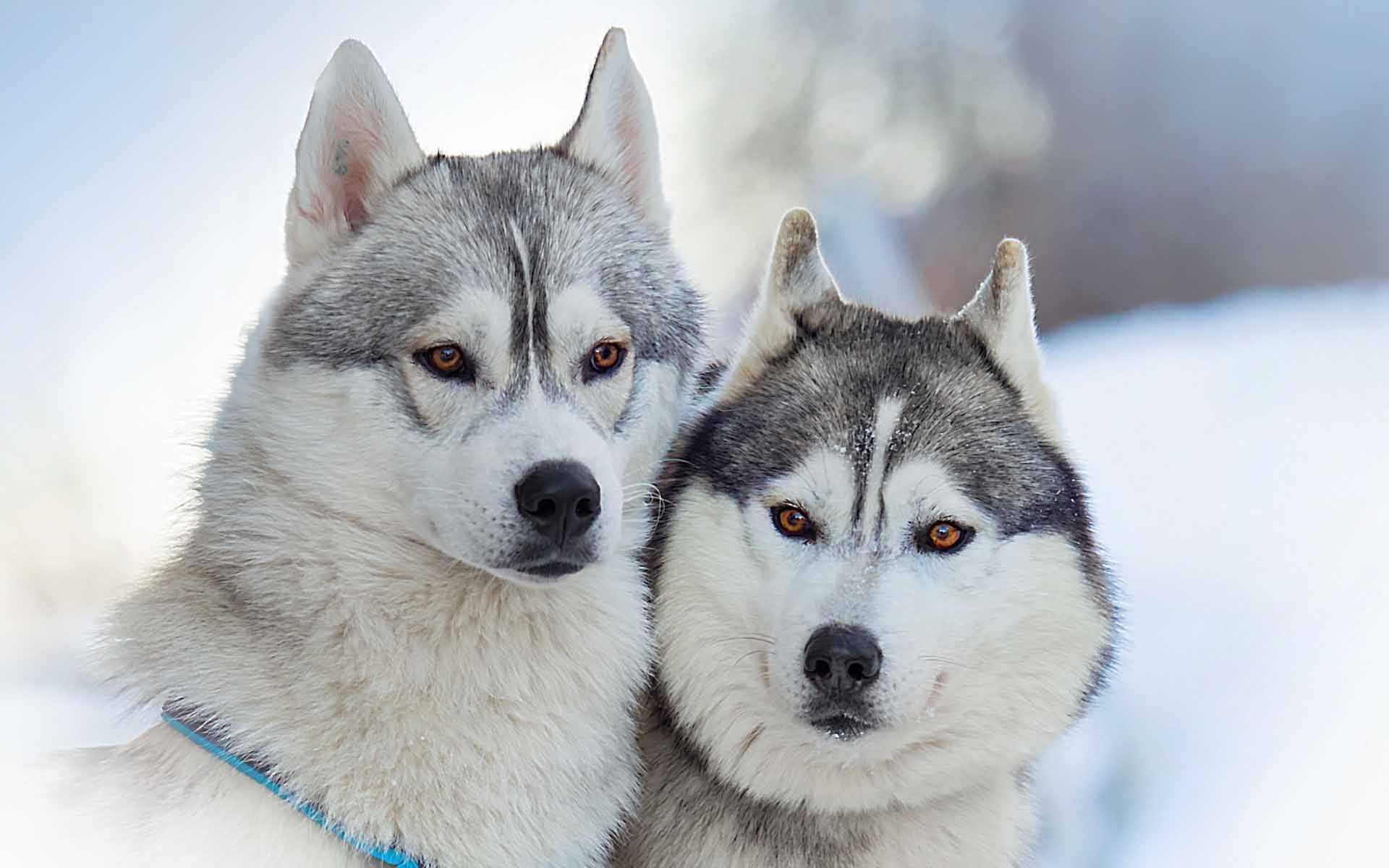 Wallpaper For > Siberian Husky Snow Wallpaper