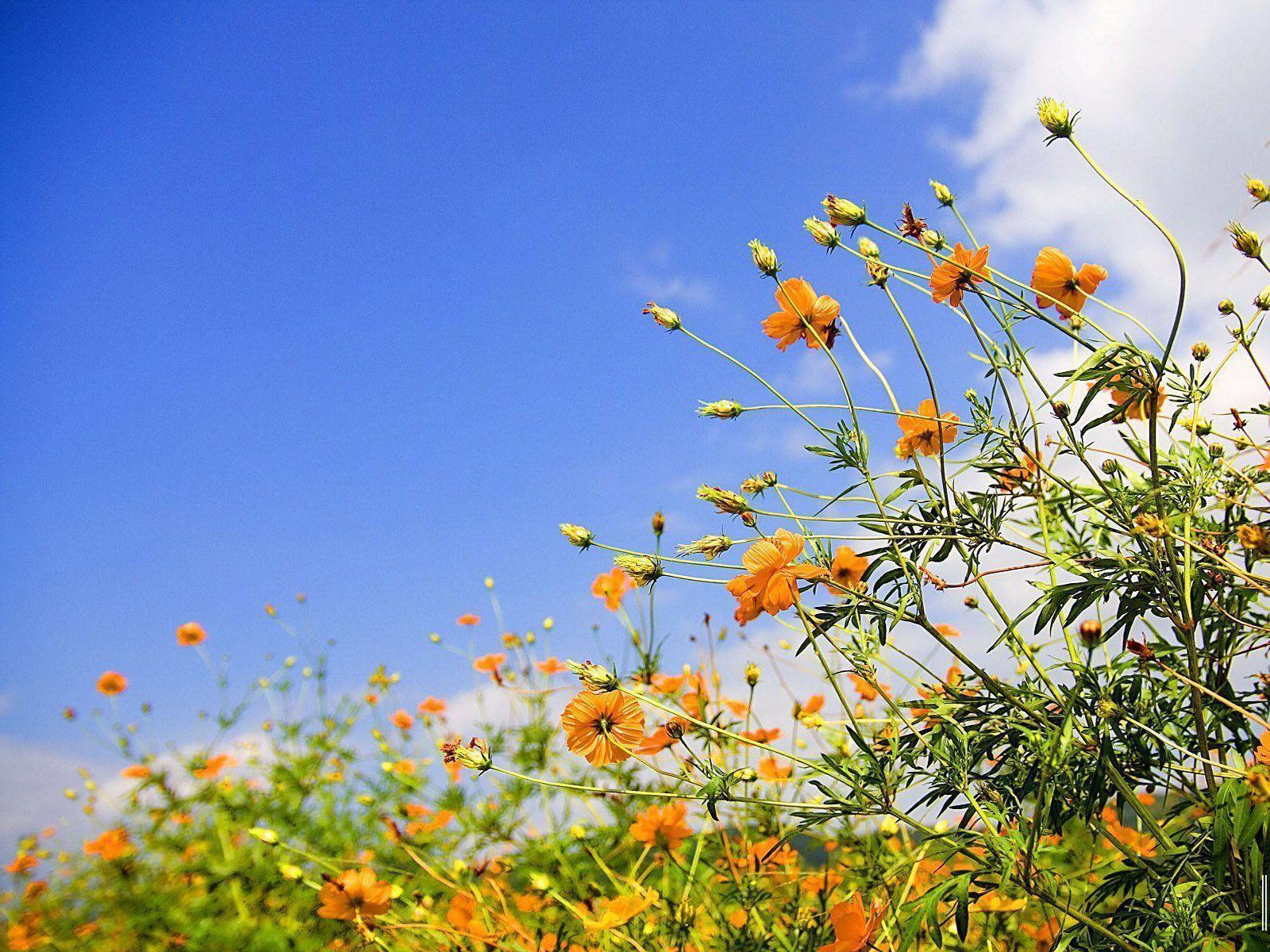 Spring Background Image, wallpaper, Spring Background Image HD