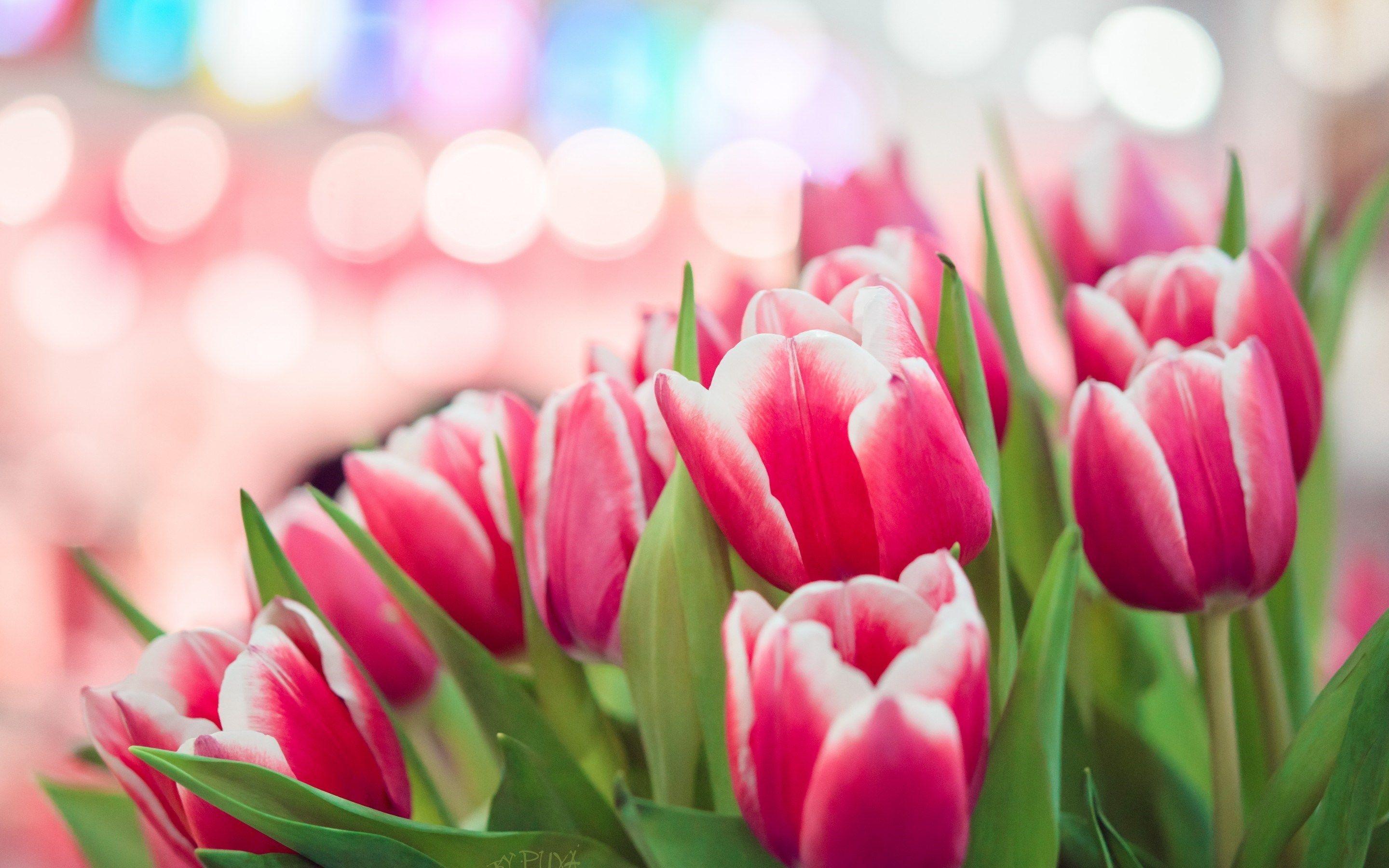 Spring Pink Tulips Bokeh HD Wallpaper Desktop Background Free