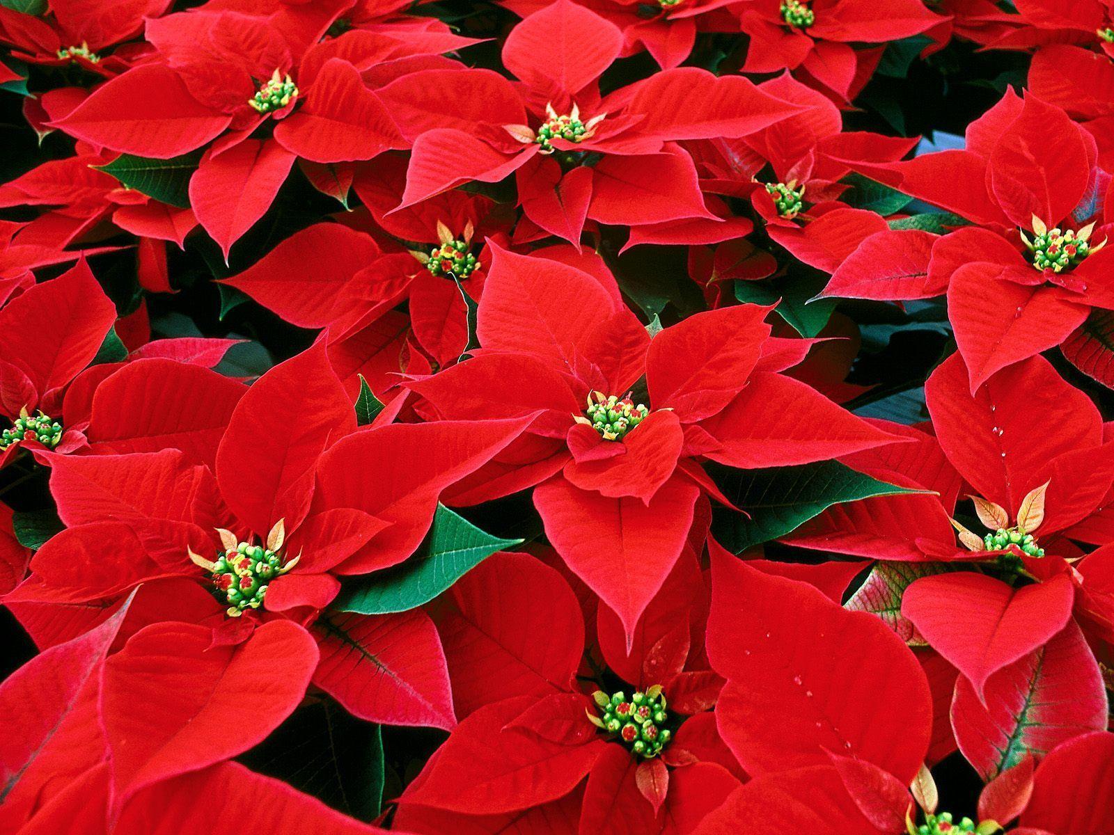 Bright Red Poinsettias Wallpaper. PicsWallpaper