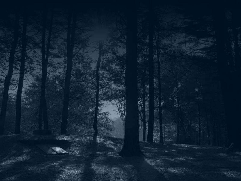 Pix For > Dark Woods At Night HD
