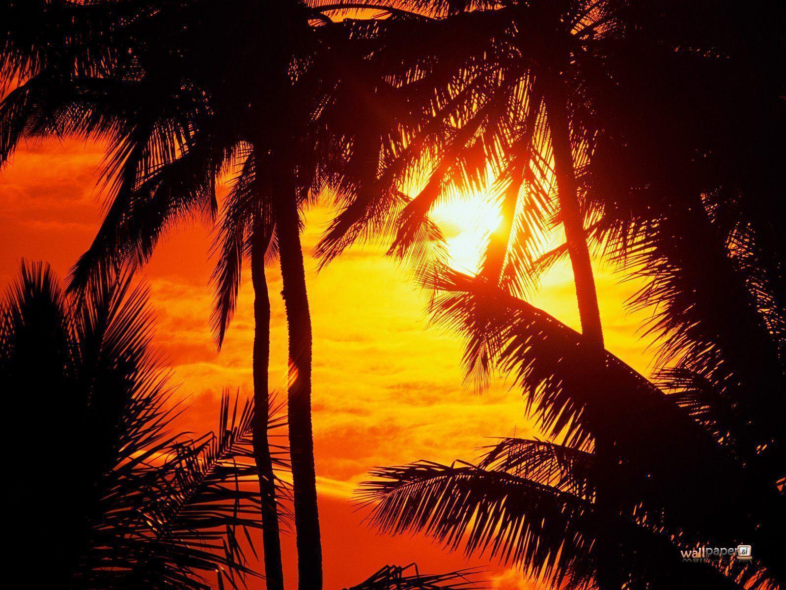 Wallpaper For > Hawaiian Sunset Background