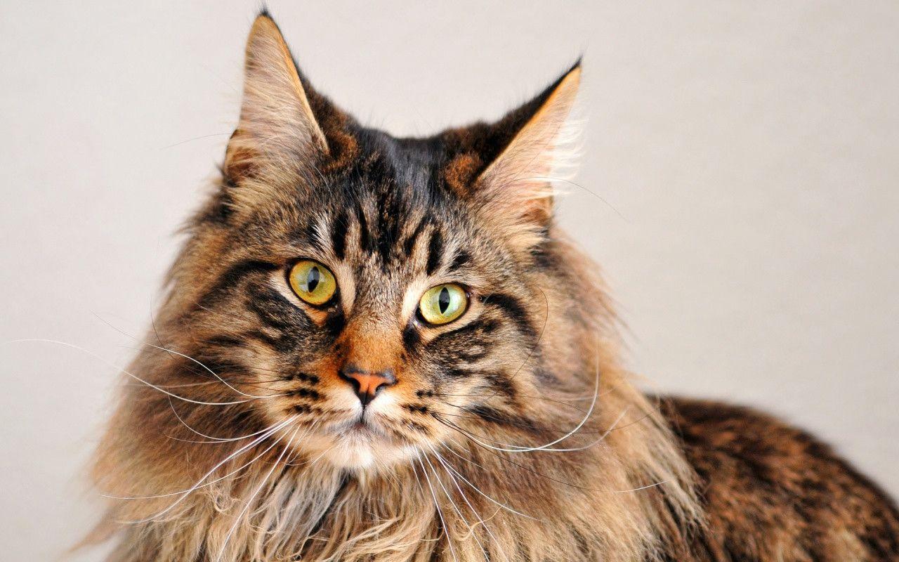 Maine Coon Cat Picture For Wallpaper 26954 High Resolution