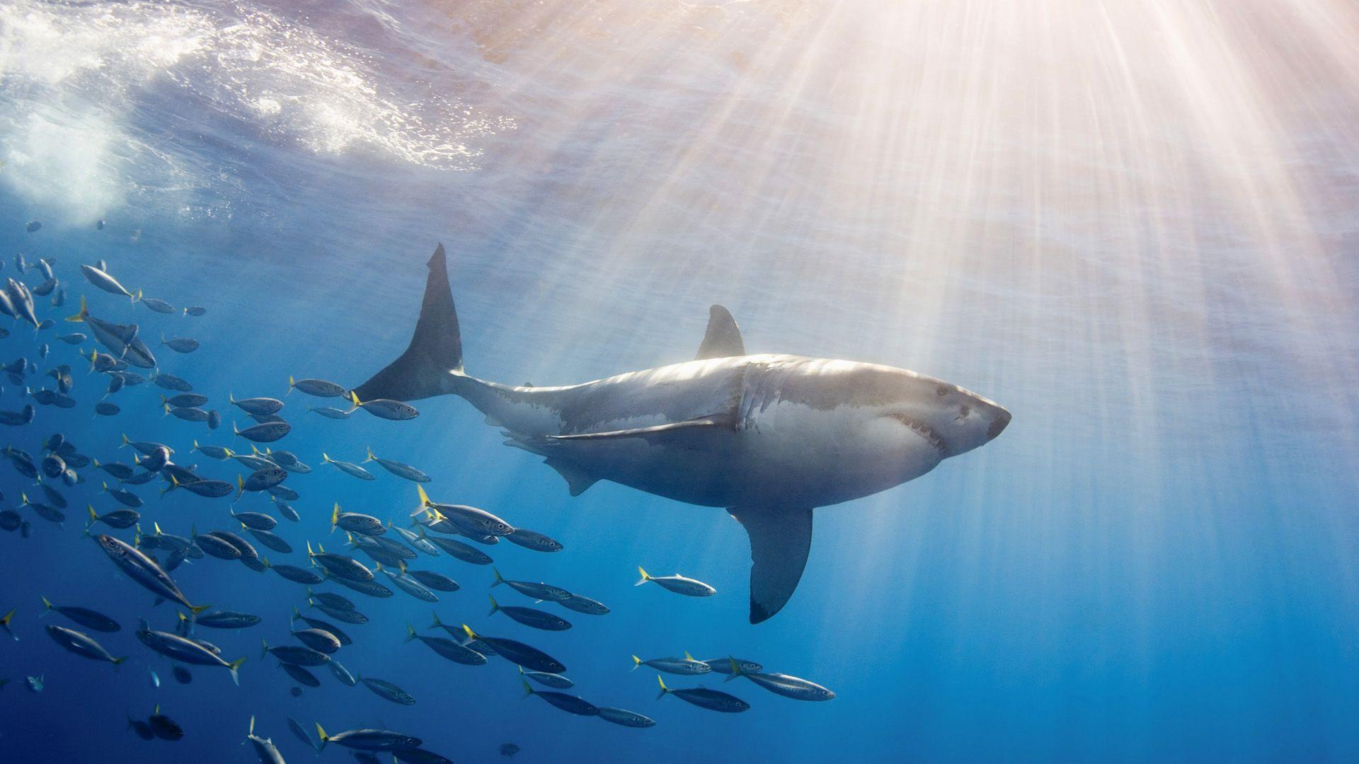 Great White Shark Followed by Schooling Fish. Wallaupun