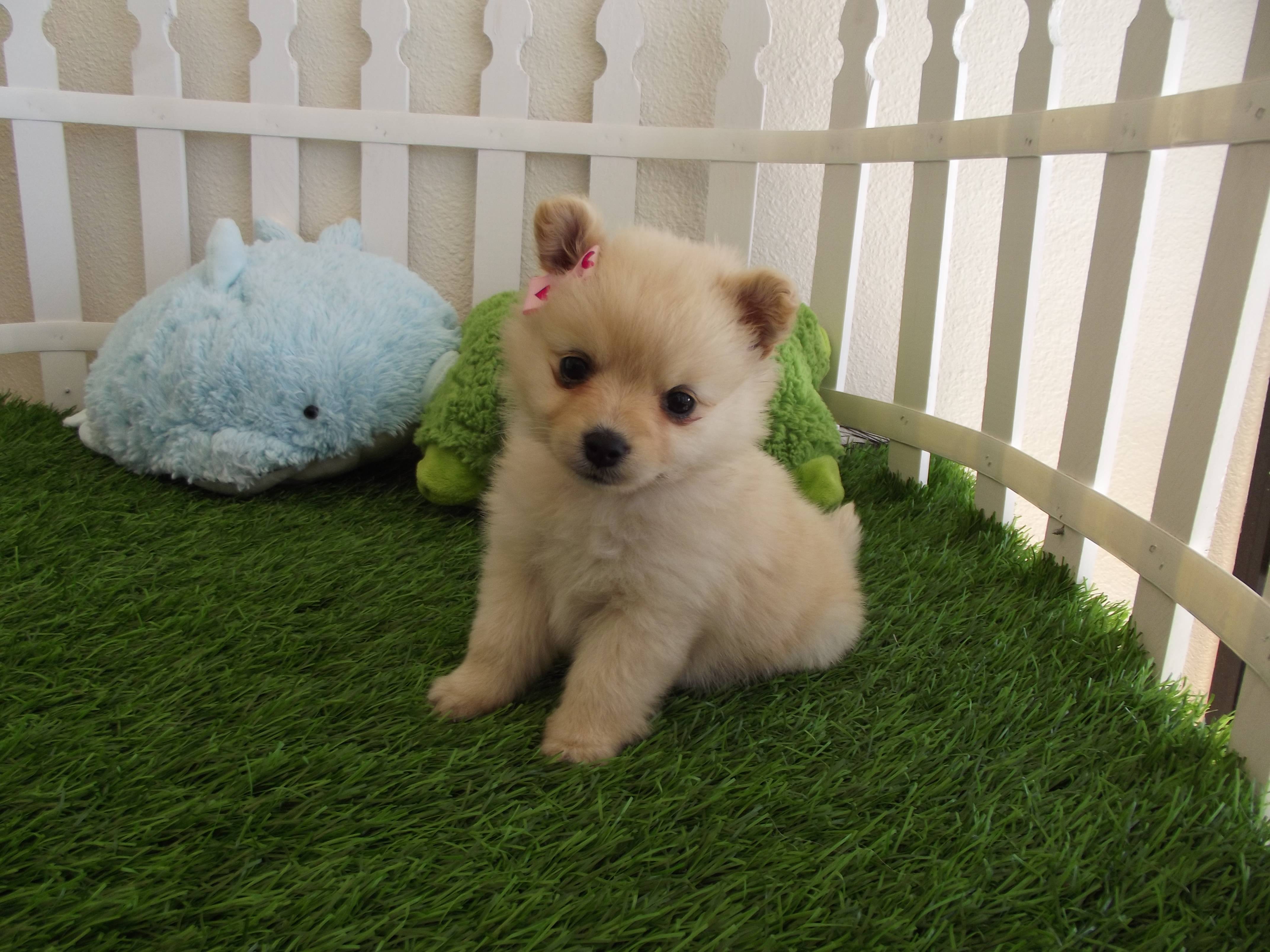 cute puppy HD wallpaper