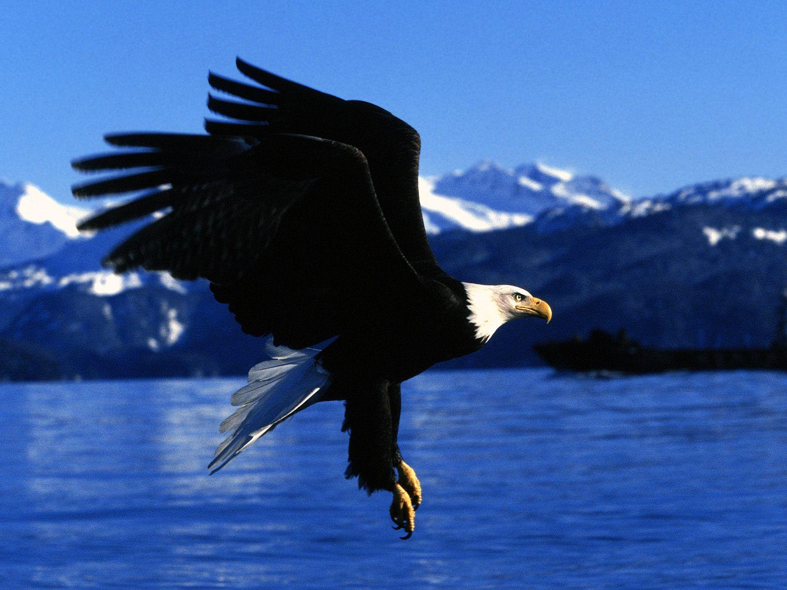 American Bald Eagle X Animal Wallpaper